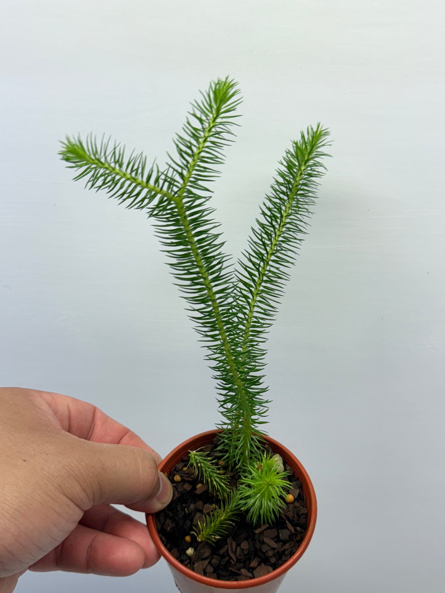 Tassel Fern P83