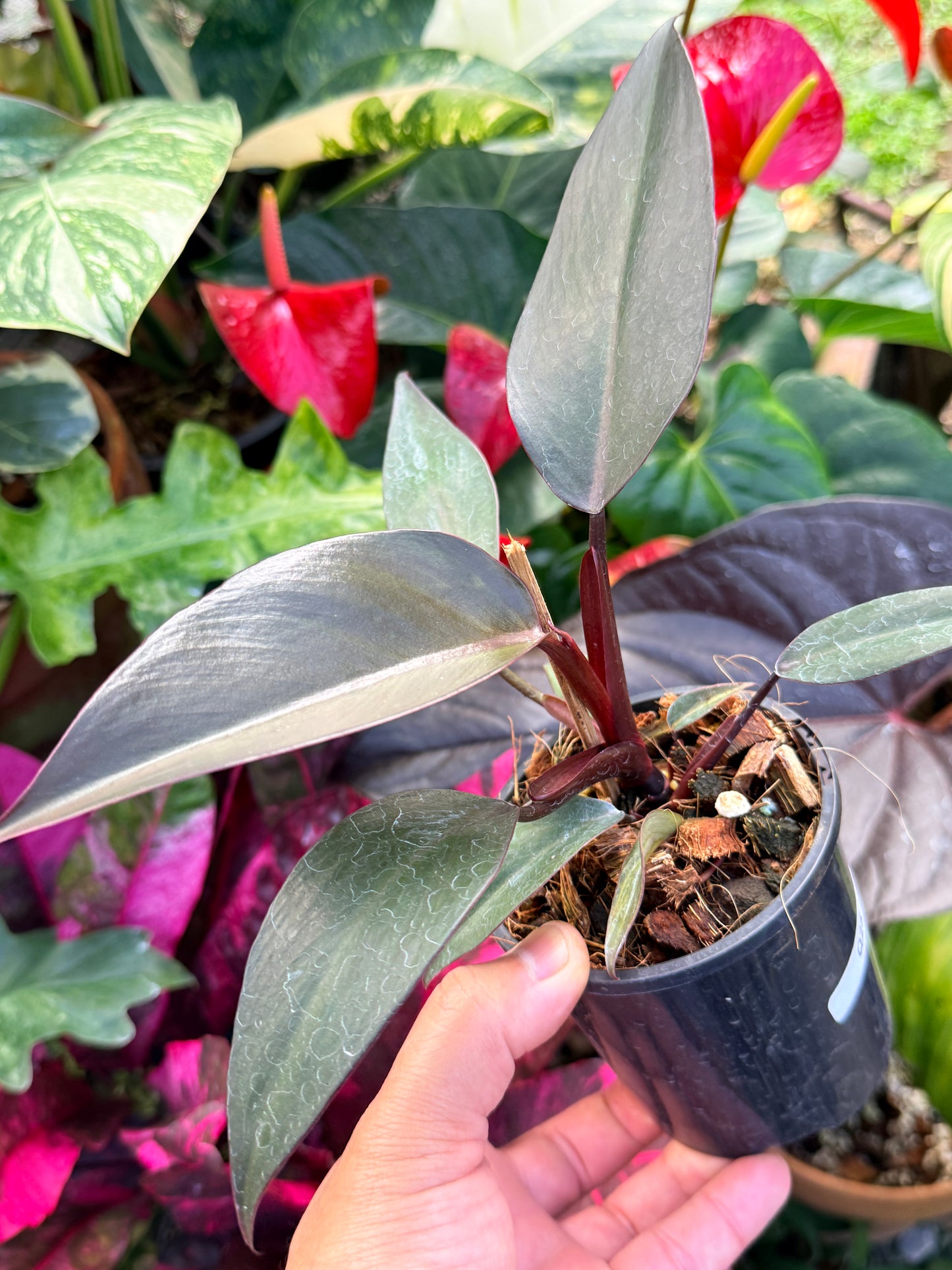 Philodendron 'NOID' Dark Copper Q25