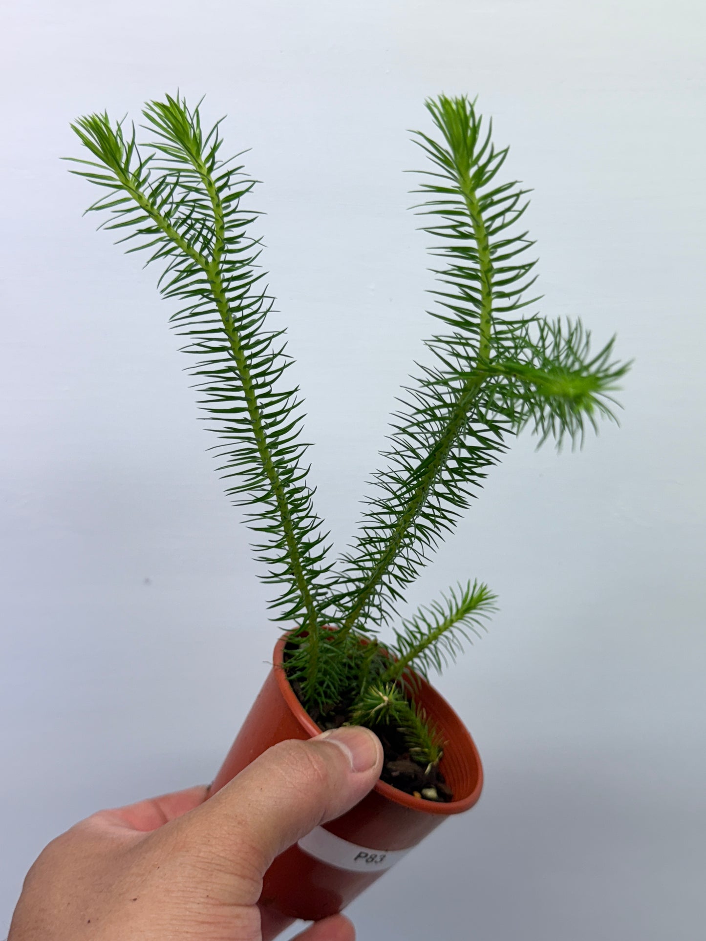 Tassel Fern P83