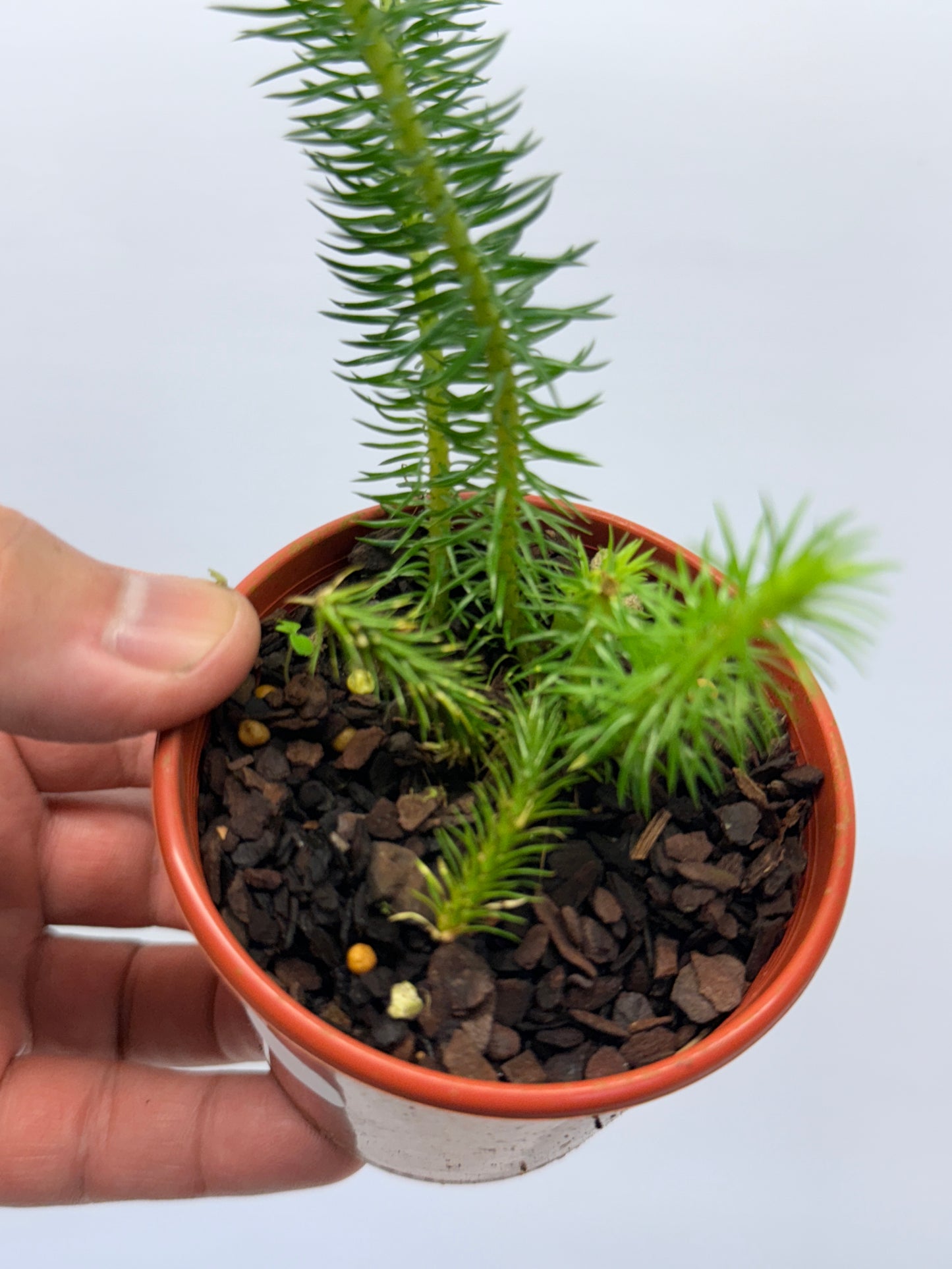 Tassel Fern P83