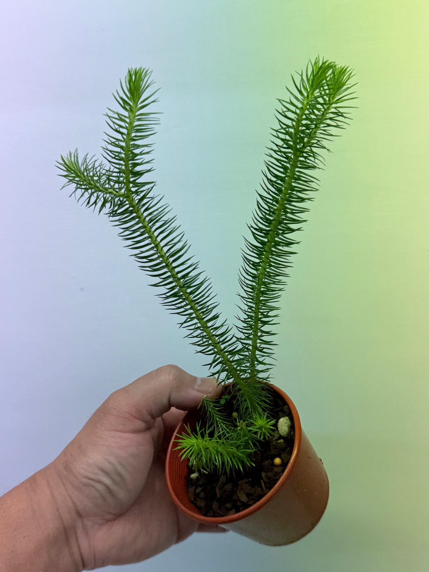 Tassel Fern P83