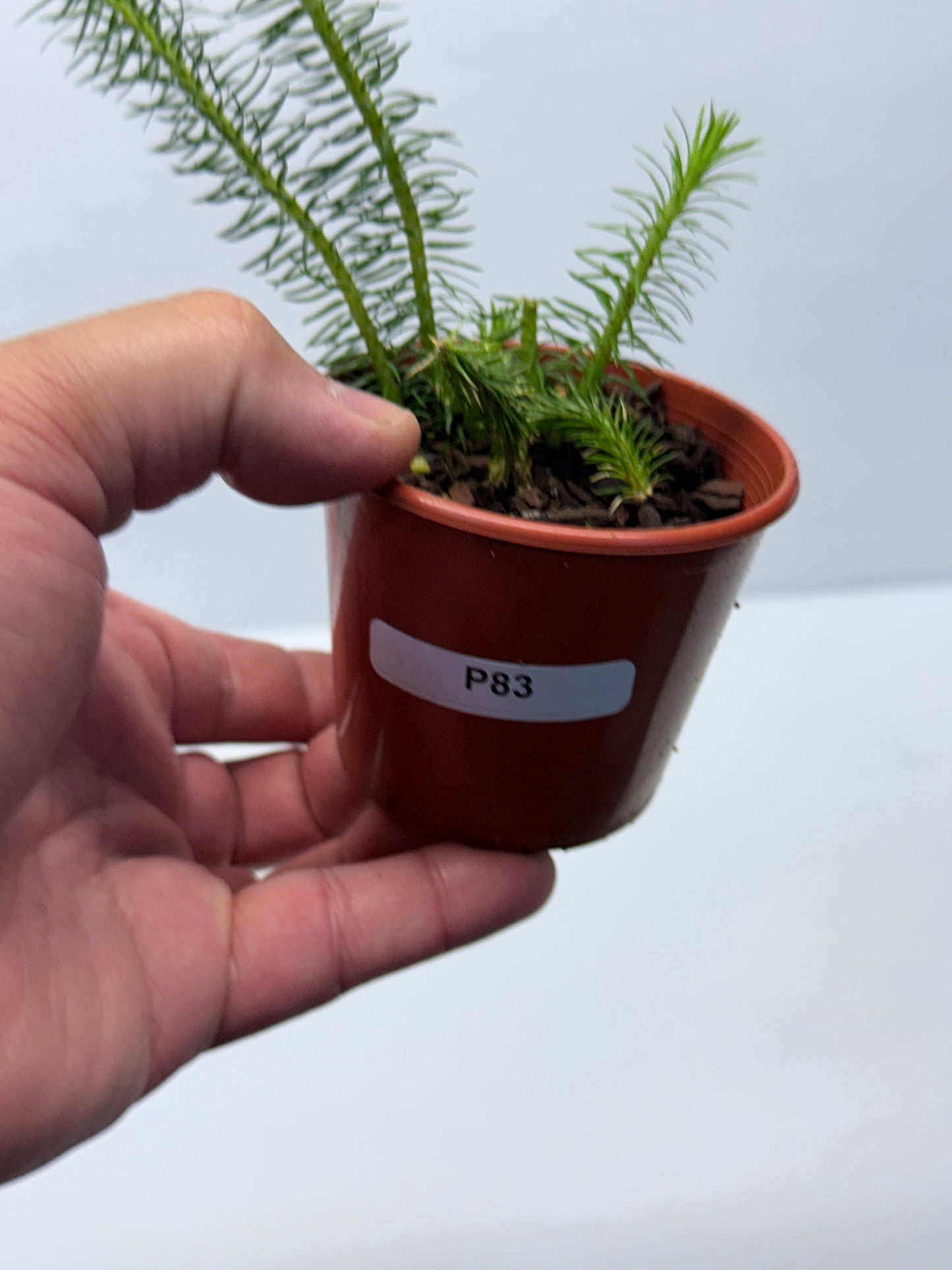 Tassel Fern P83