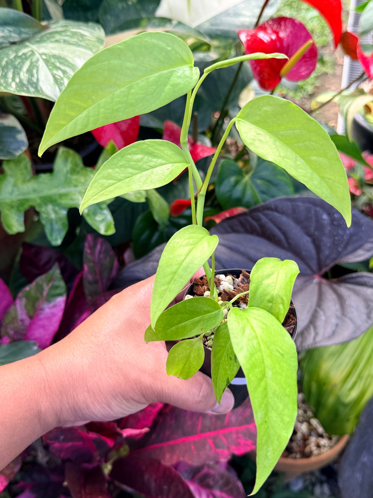 Epipremnum pinnatum 'Neon' Q43