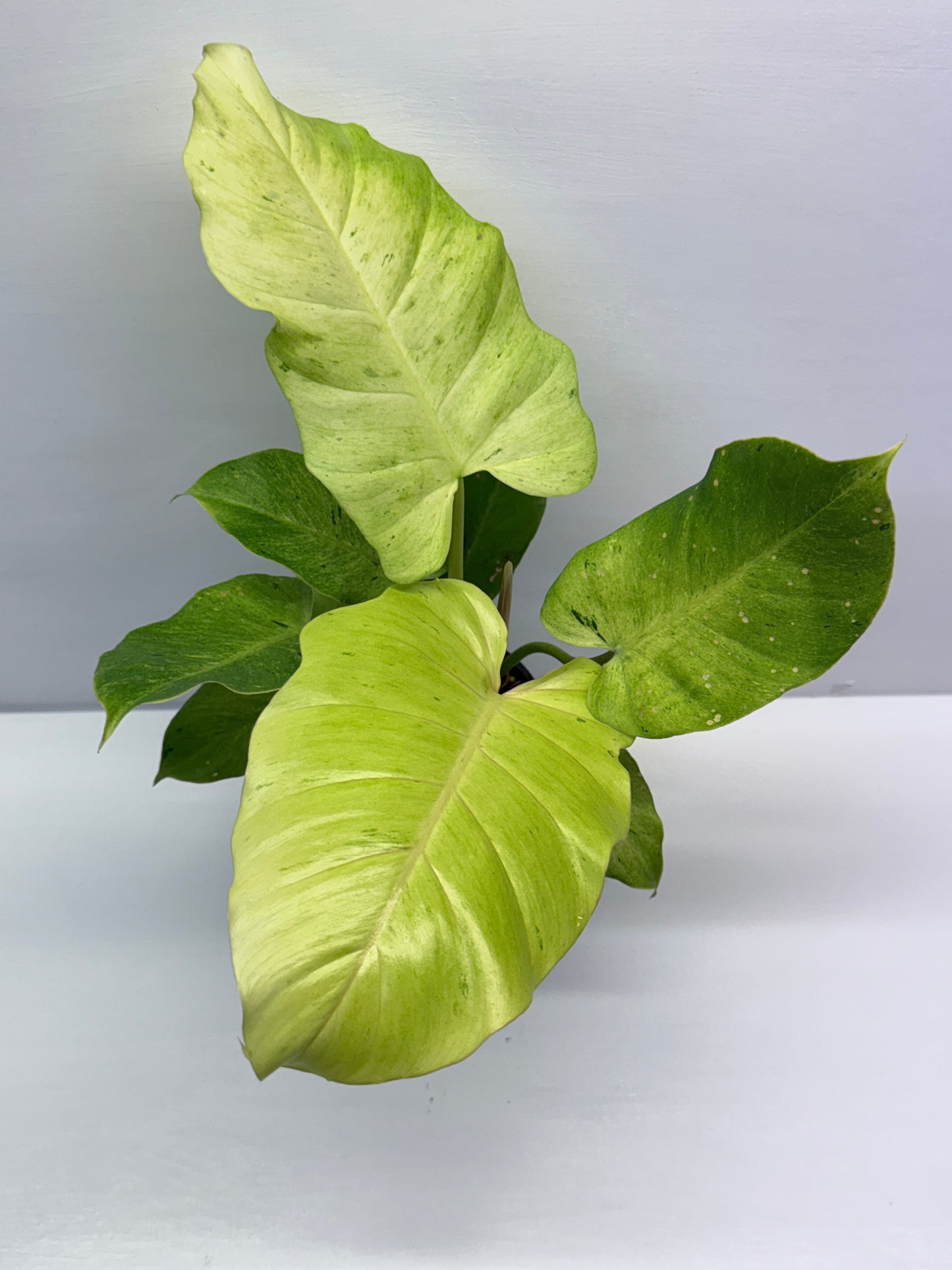 Philodendron Snow Drift Q2