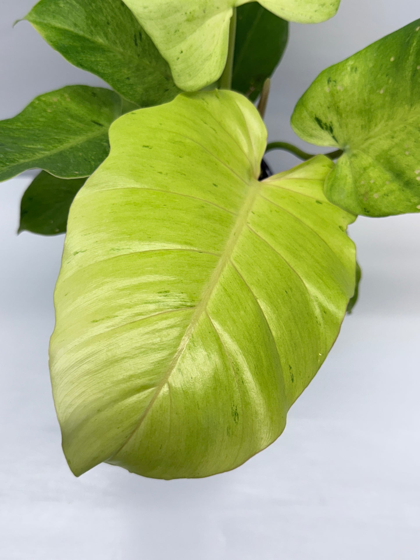 Philodendron Snow Drift Q2