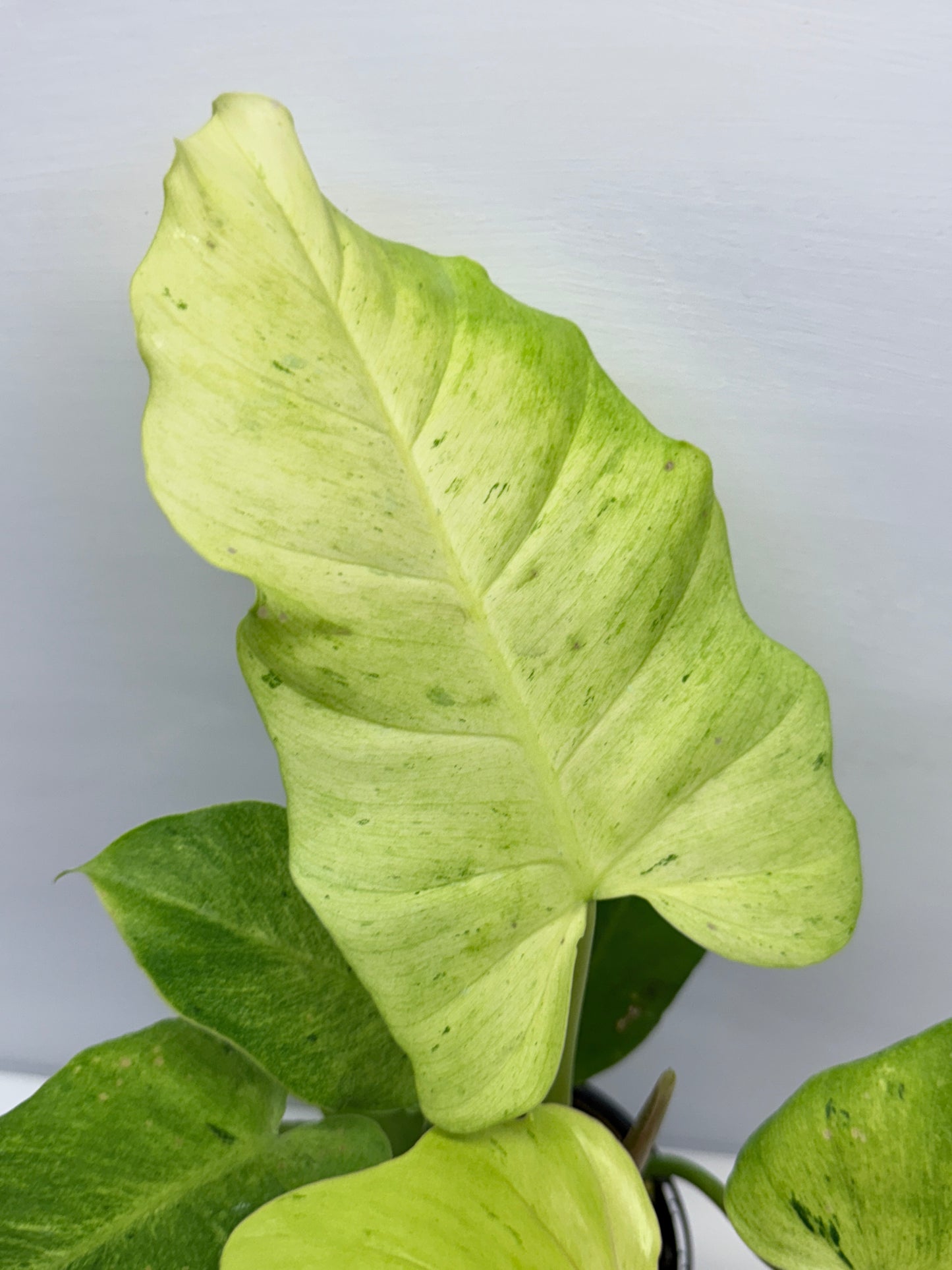 Philodendron Snow Drift Q2
