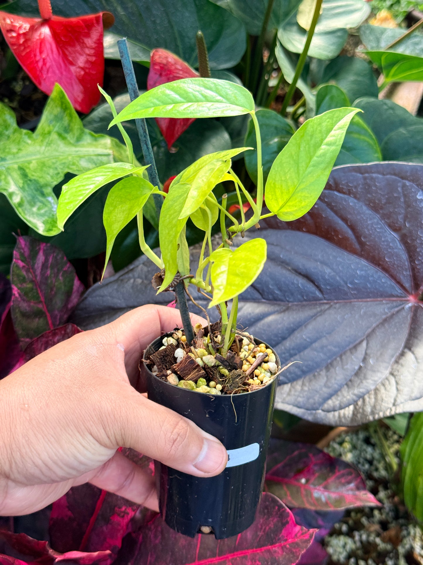 Epipremnum pinnatum 'Neon' Q44