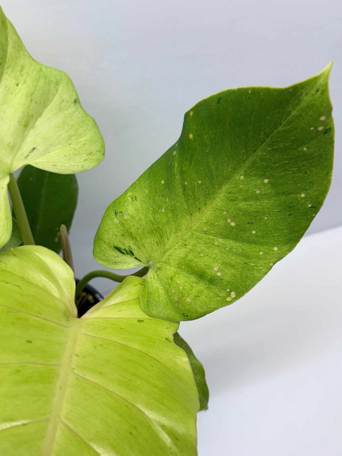 Philodendron Snow Drift Q2