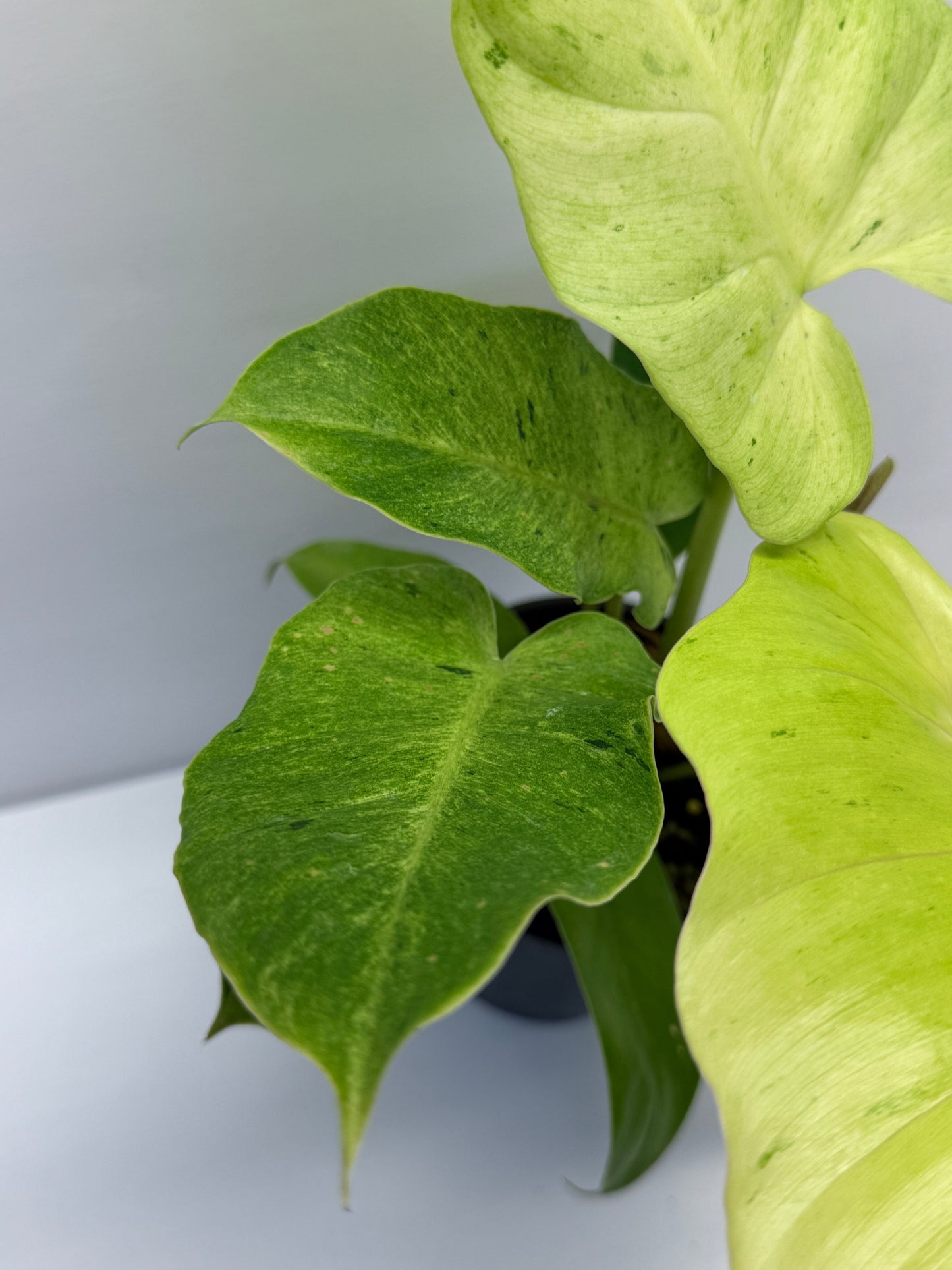 Philodendron Snow Drift Q2