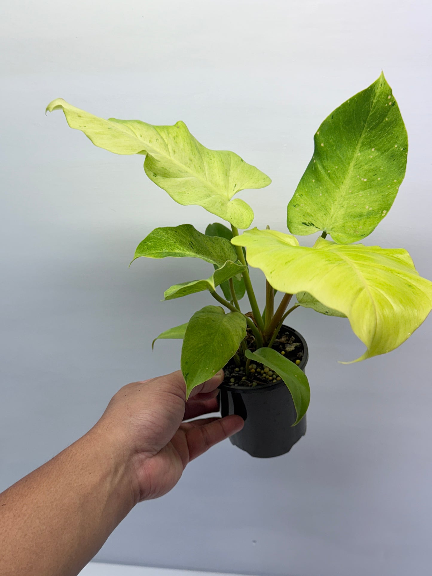 Philodendron Snow Drift Q2