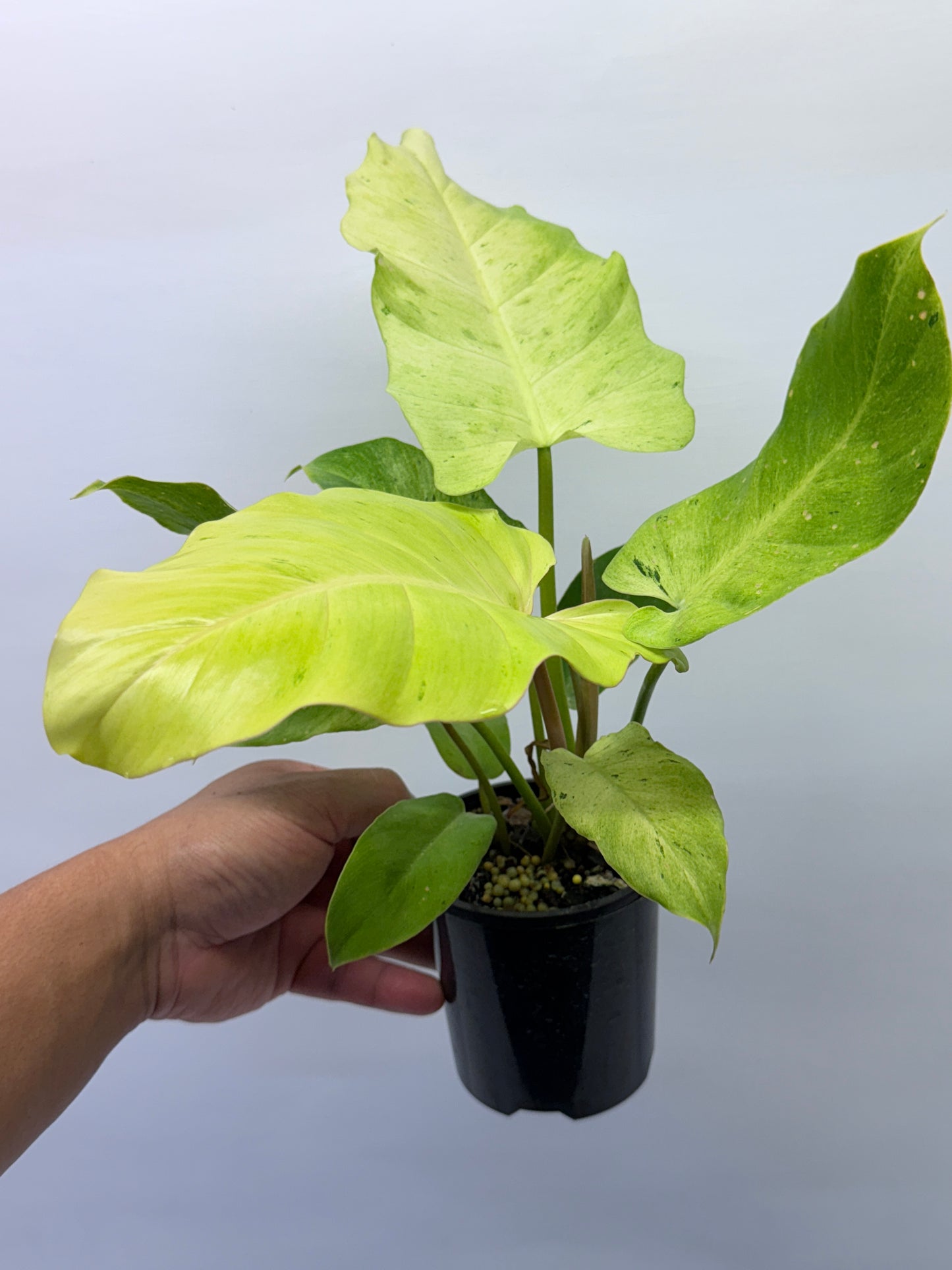 Philodendron Snow Drift Q2