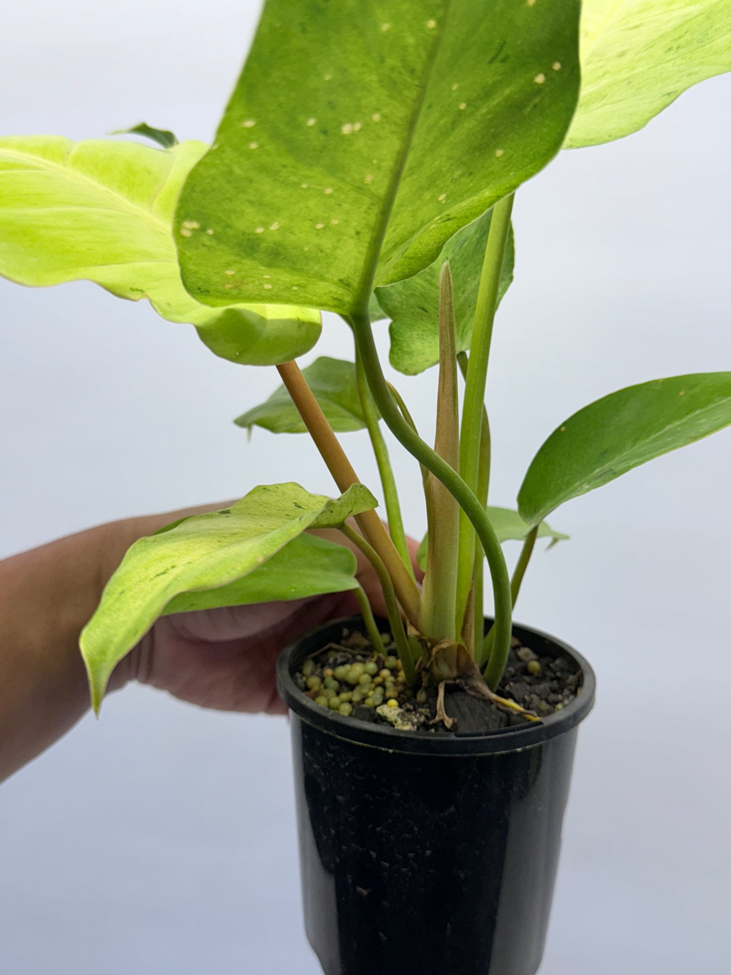 Philodendron Snow Drift Q2