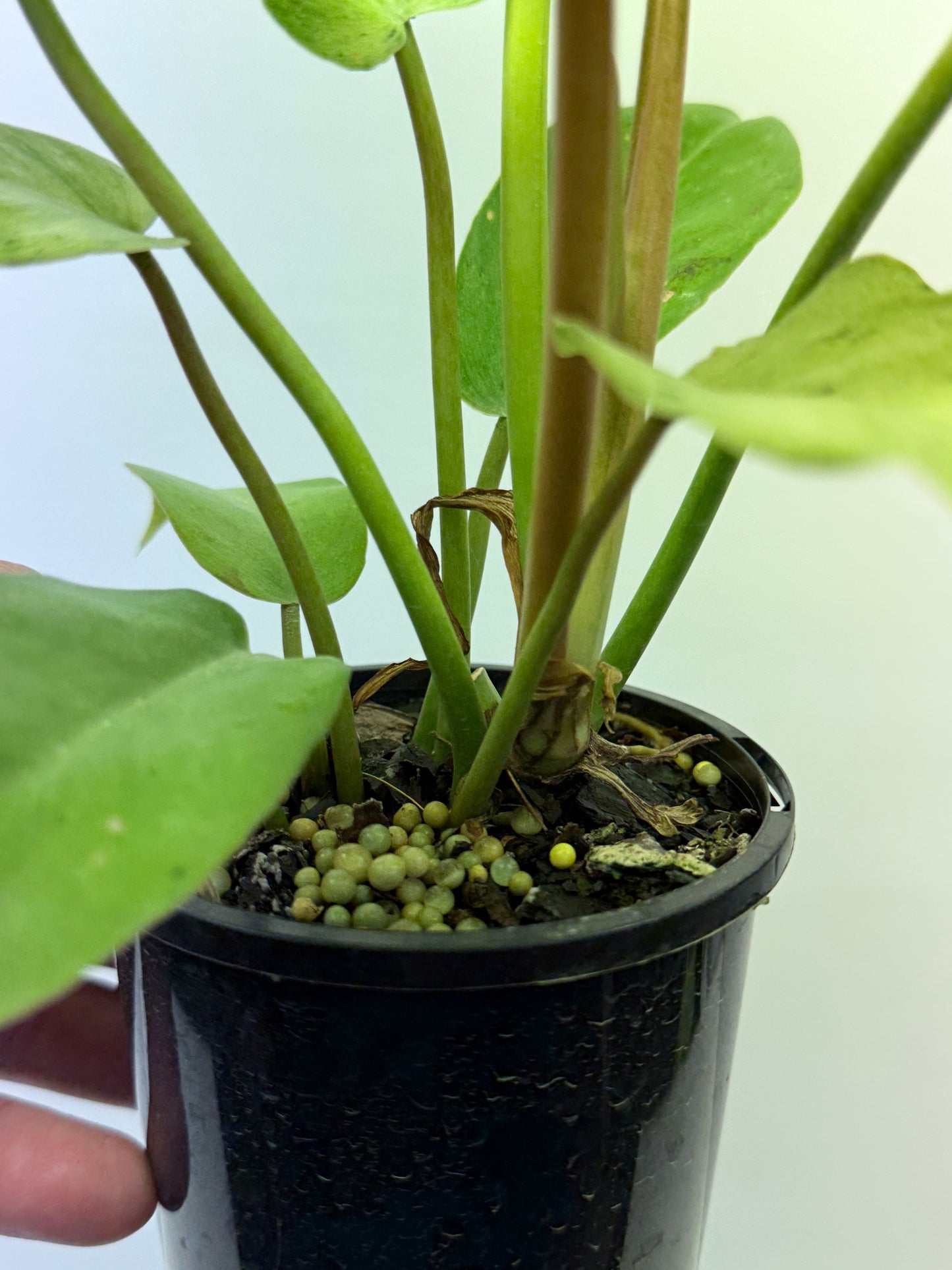 Philodendron Snow Drift Q2