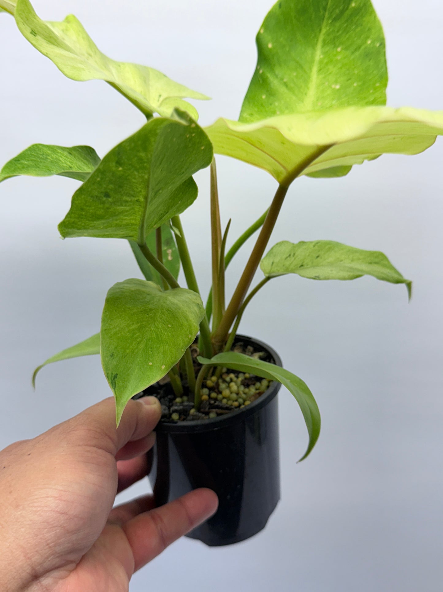 Philodendron Snow Drift Q2