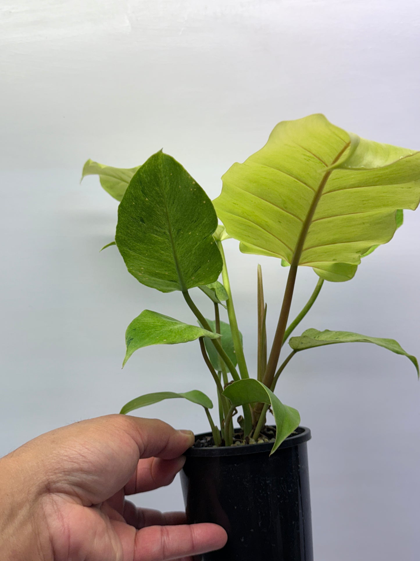 Philodendron Snow Drift Q2