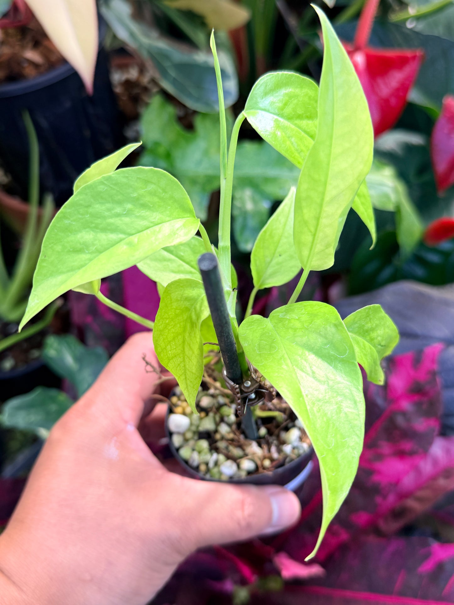 Epipremnum pinnatum 'Neon' Q45