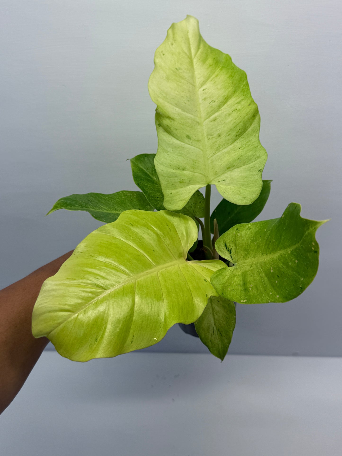 Philodendron Snow Drift Q2