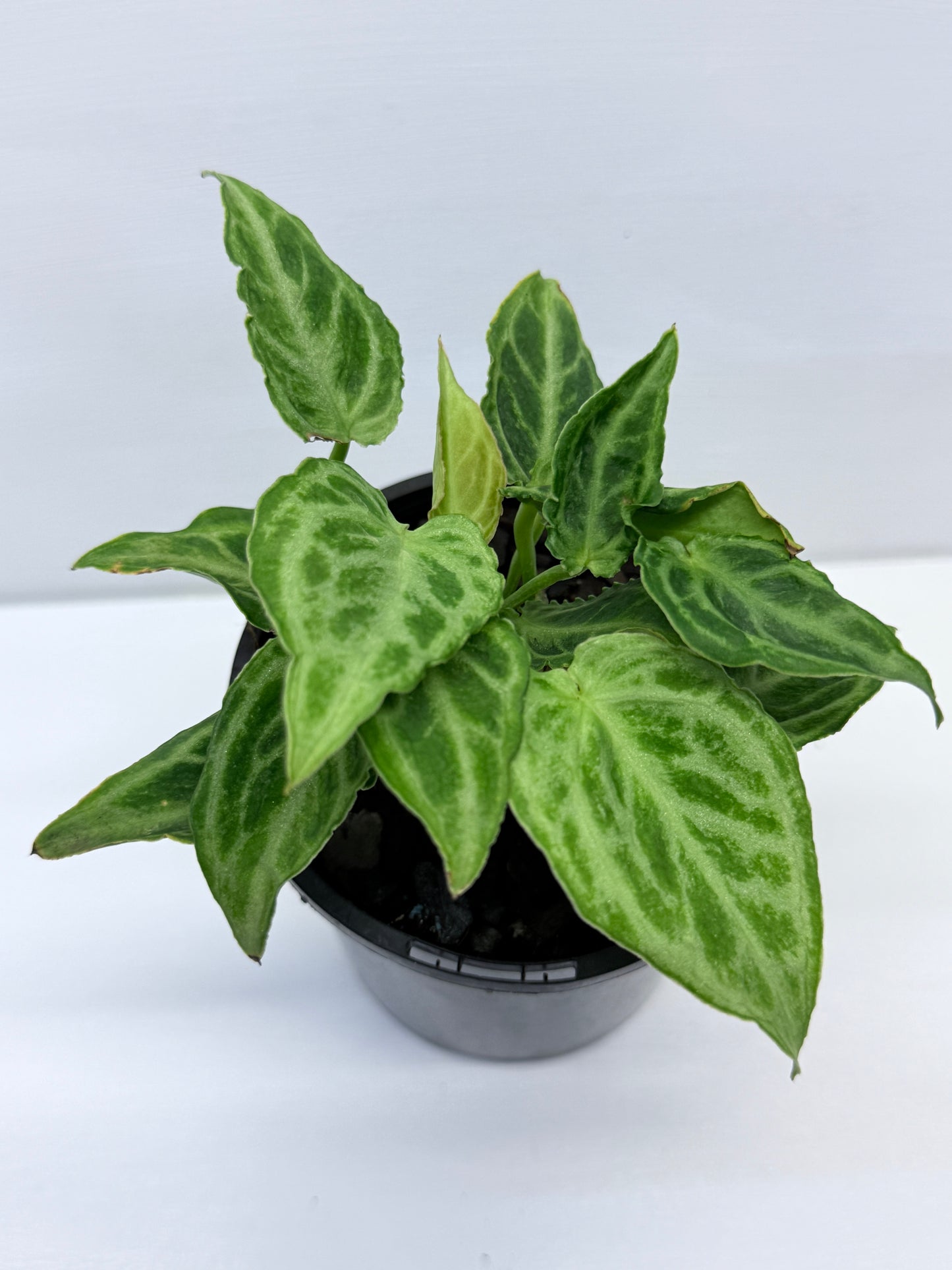 Anthurium crystallinium Dorayaki Hybrid Mini Q1