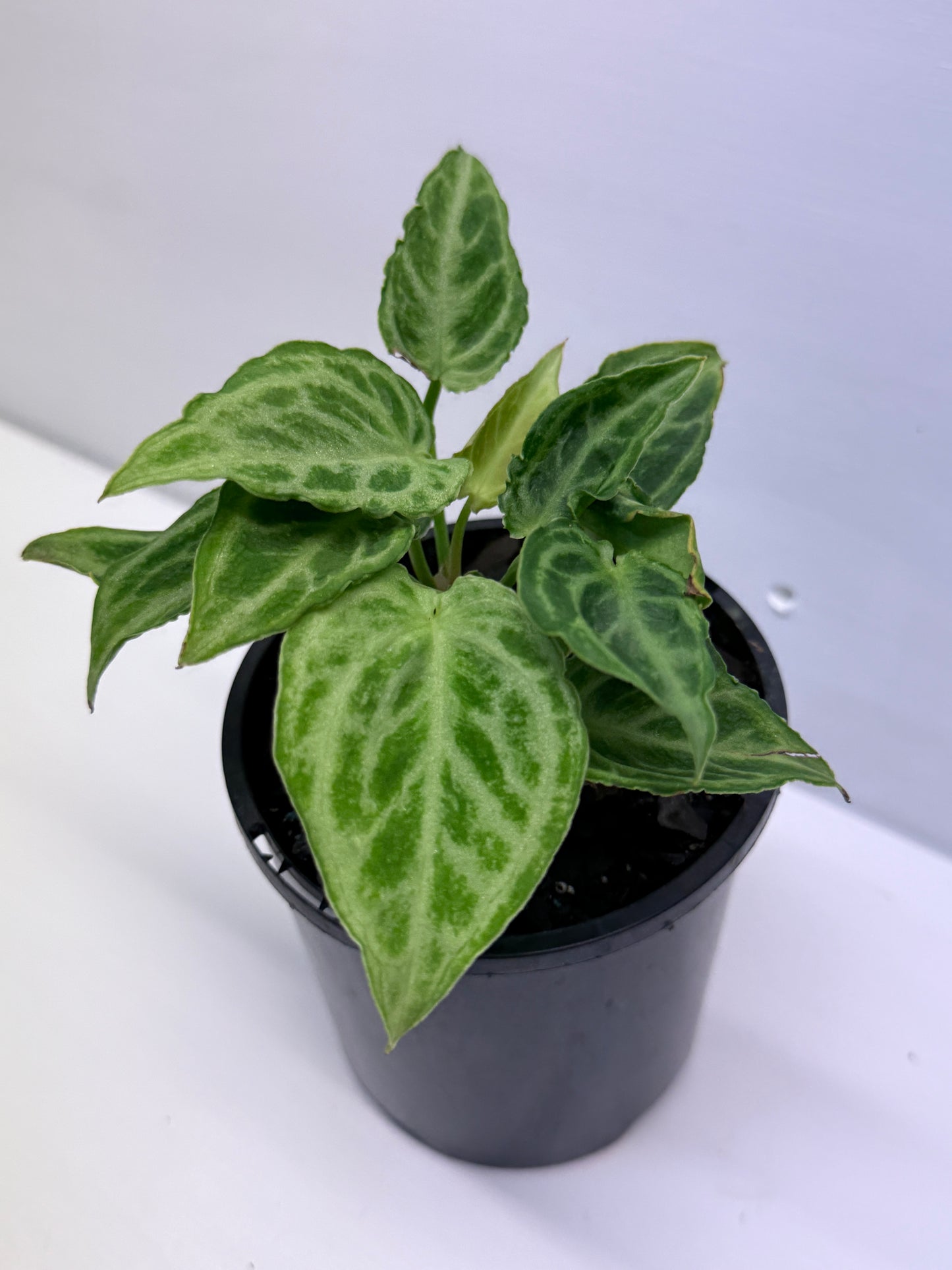 Anthurium crystallinium Dorayaki Hybrid Mini Q1