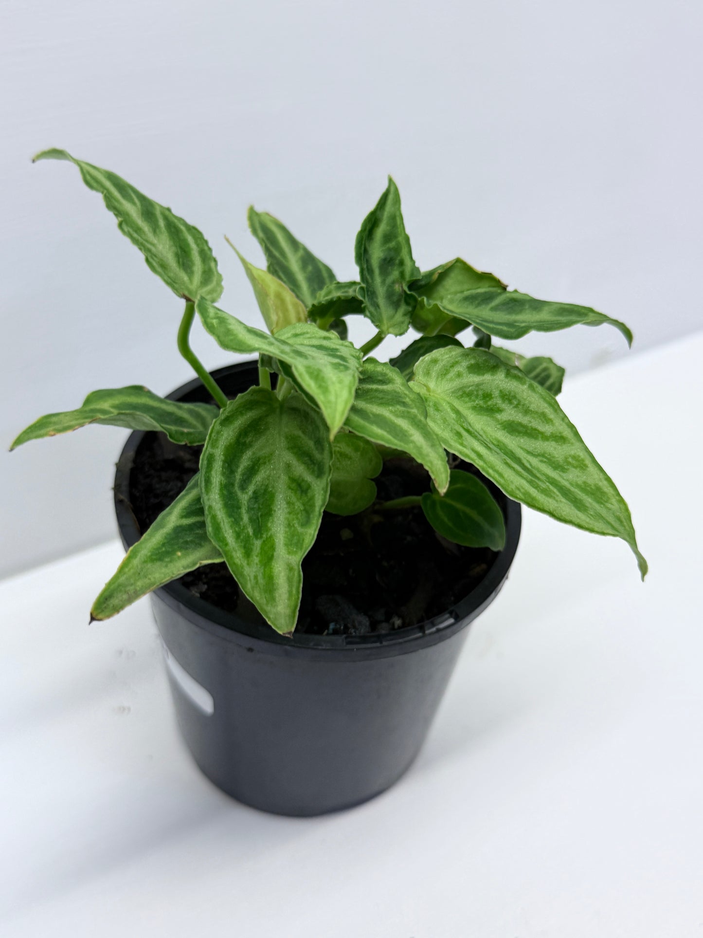 Anthurium crystallinium Dorayaki Hybrid Mini Q1