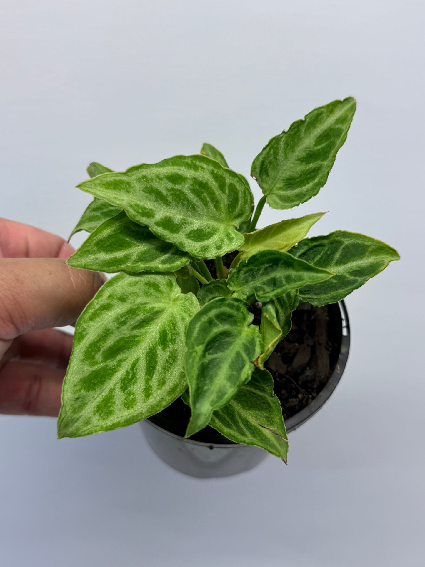 Anthurium crystallinium Dorayaki Hybrid Mini Q1