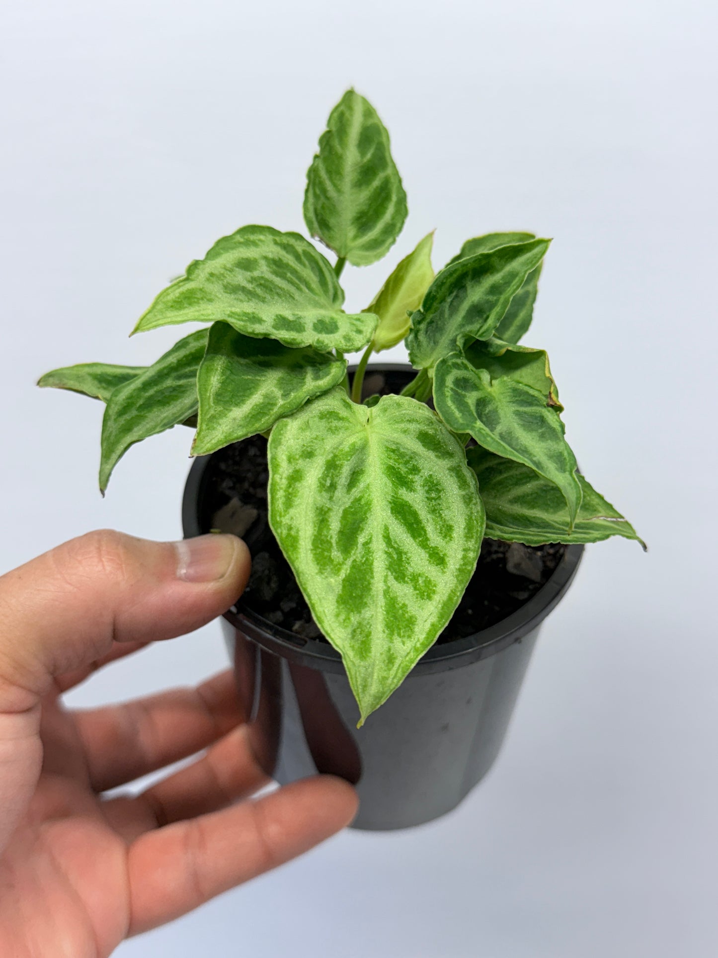 Anthurium crystallinium Dorayaki Hybrid Mini Q1
