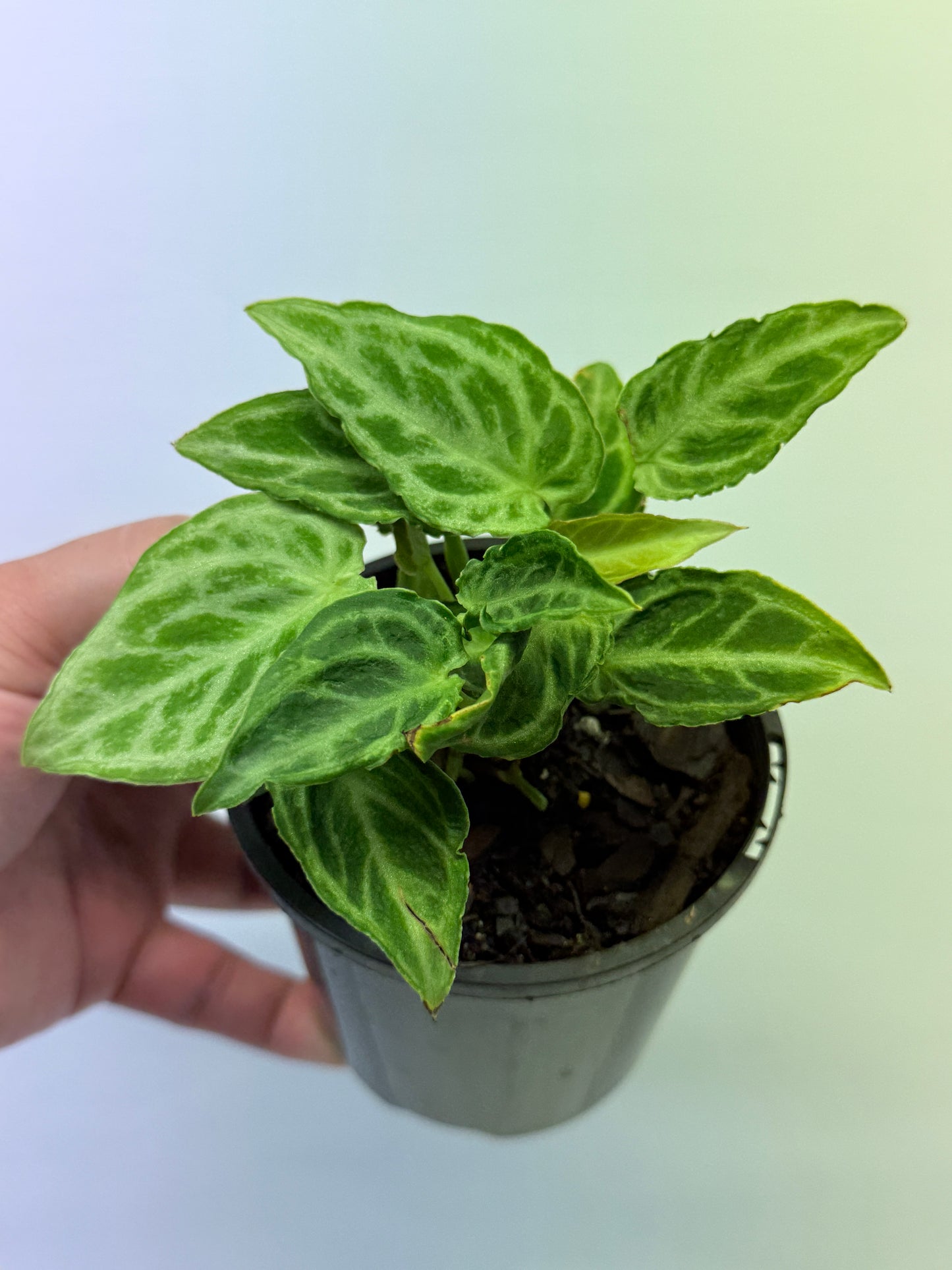 Anthurium crystallinium Dorayaki Hybrid Mini Q1