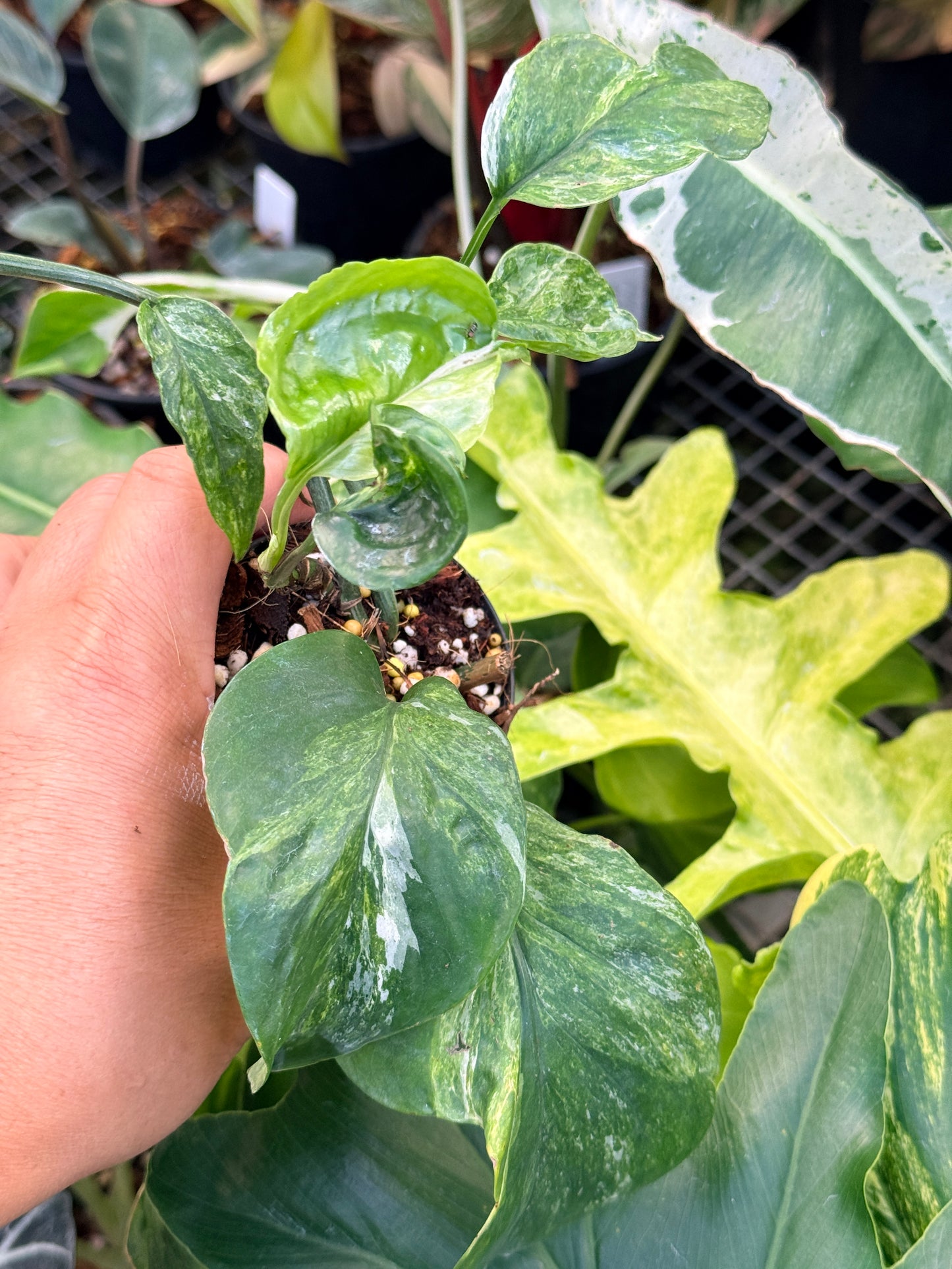 Epipremnum Sp. 'Bali Hanoman' NONTC Q42