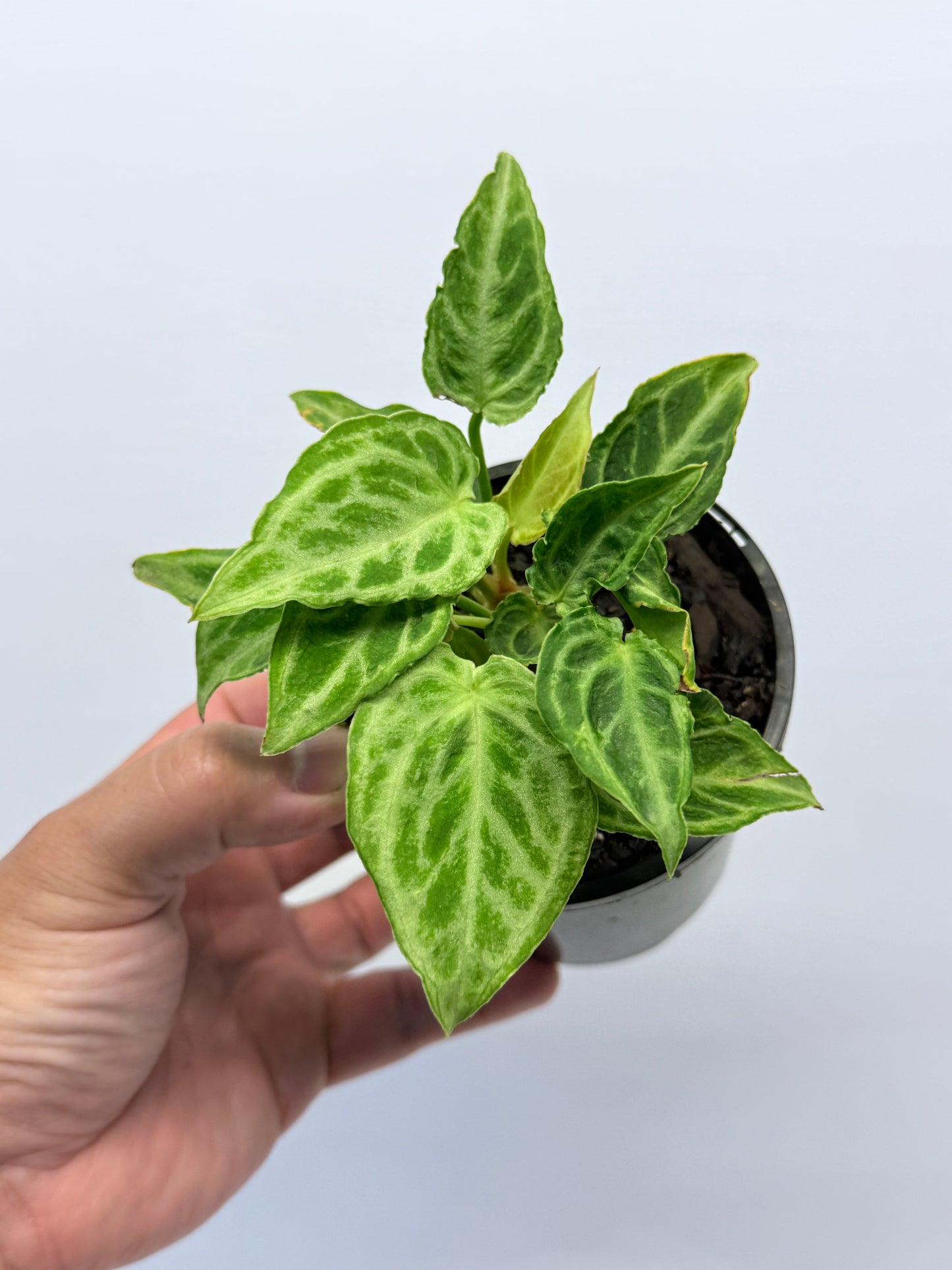 Anthurium crystallinium Dorayaki Hybrid Mini Q1