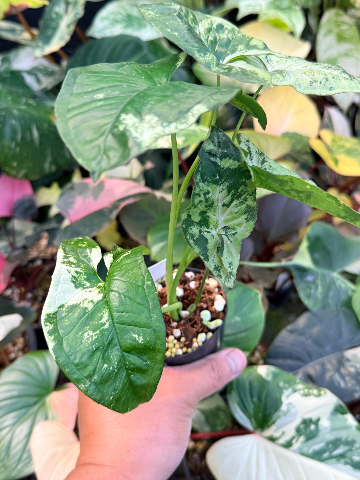 Syngonium 'Confetti Tricolor' Q40