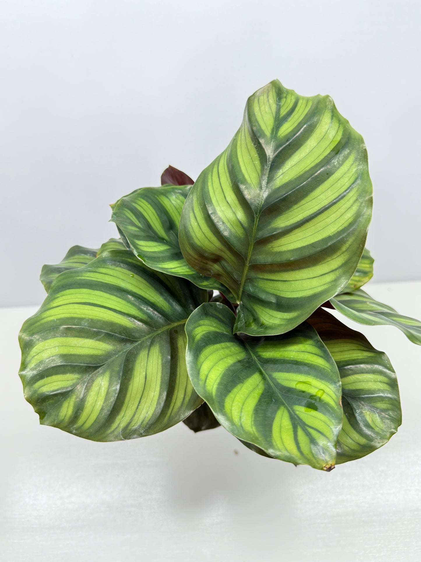 Calathea Fasciata Y28