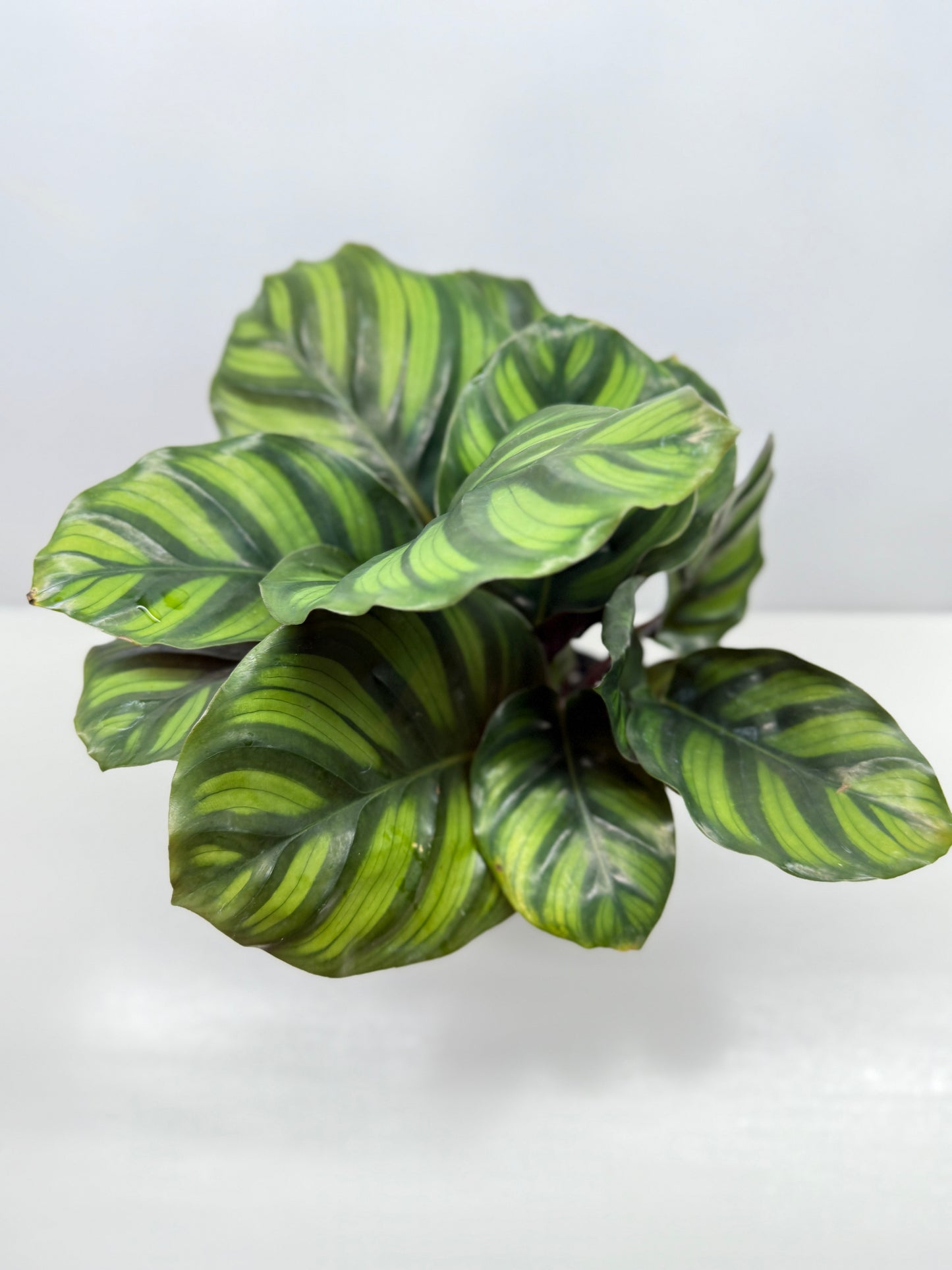 Calathea Fasciata Y28