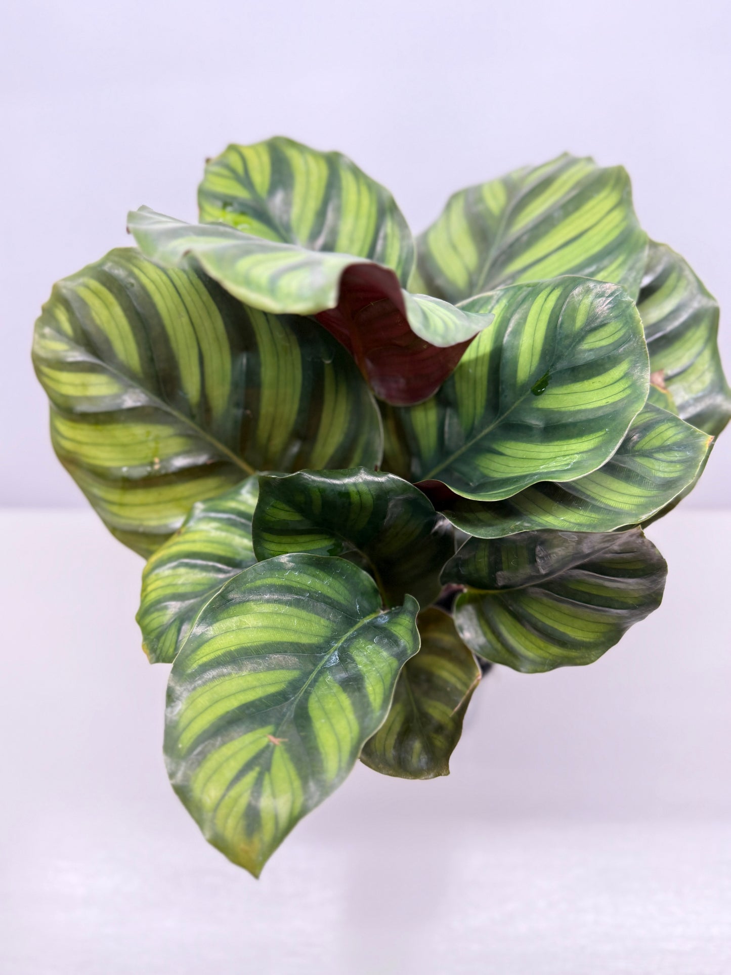 Calathea Fasciata Y28