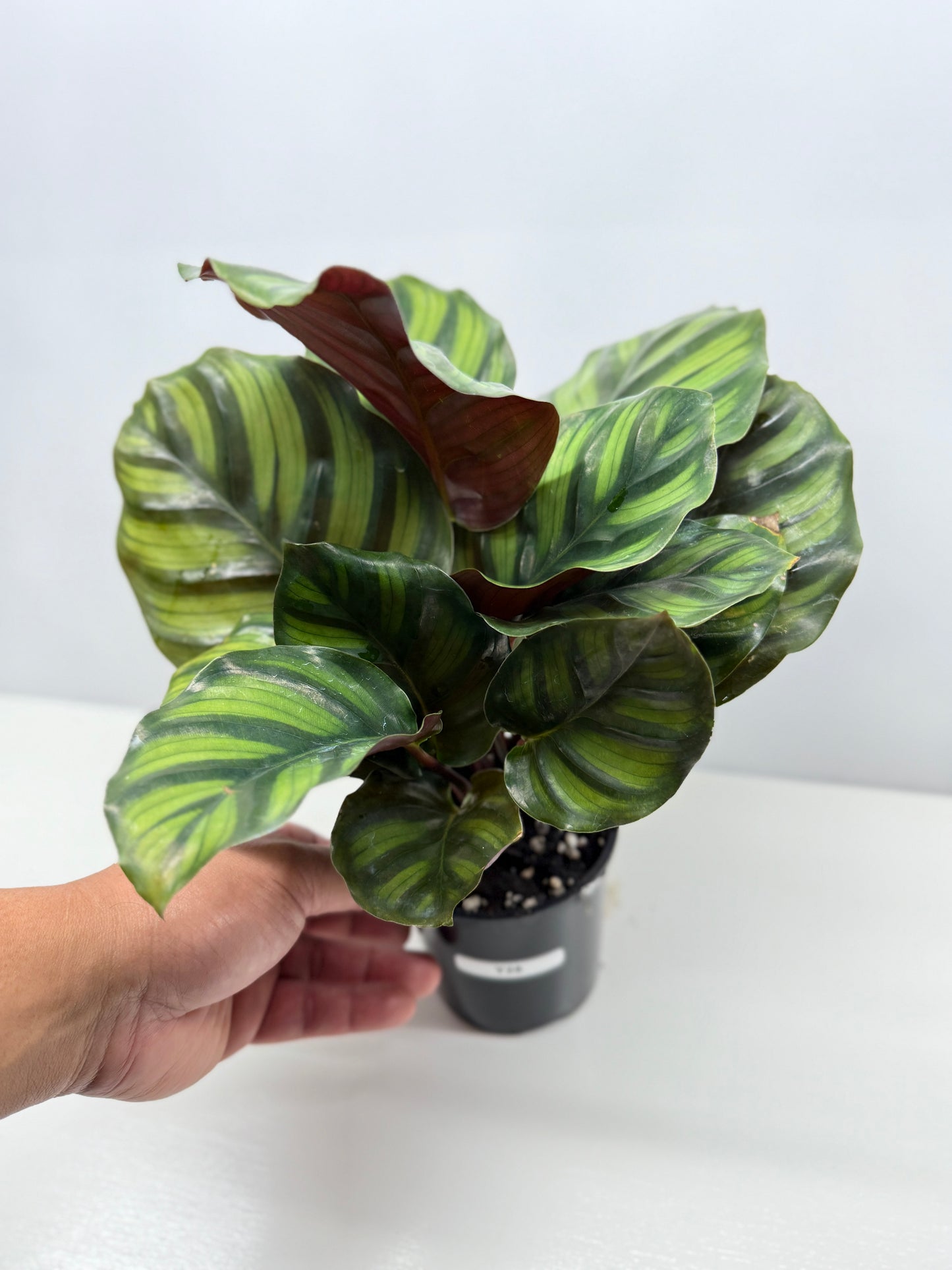 Calathea Fasciata Y28