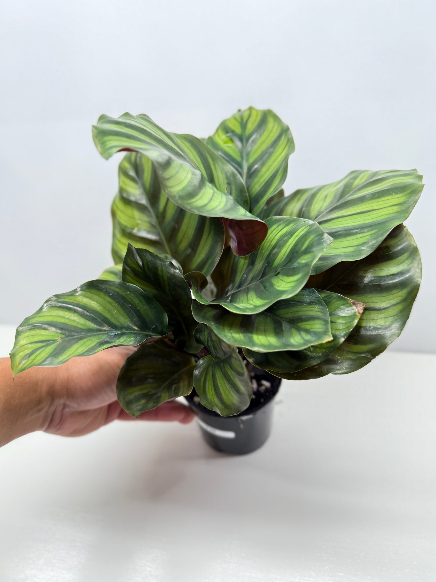 Calathea Fasciata Y28