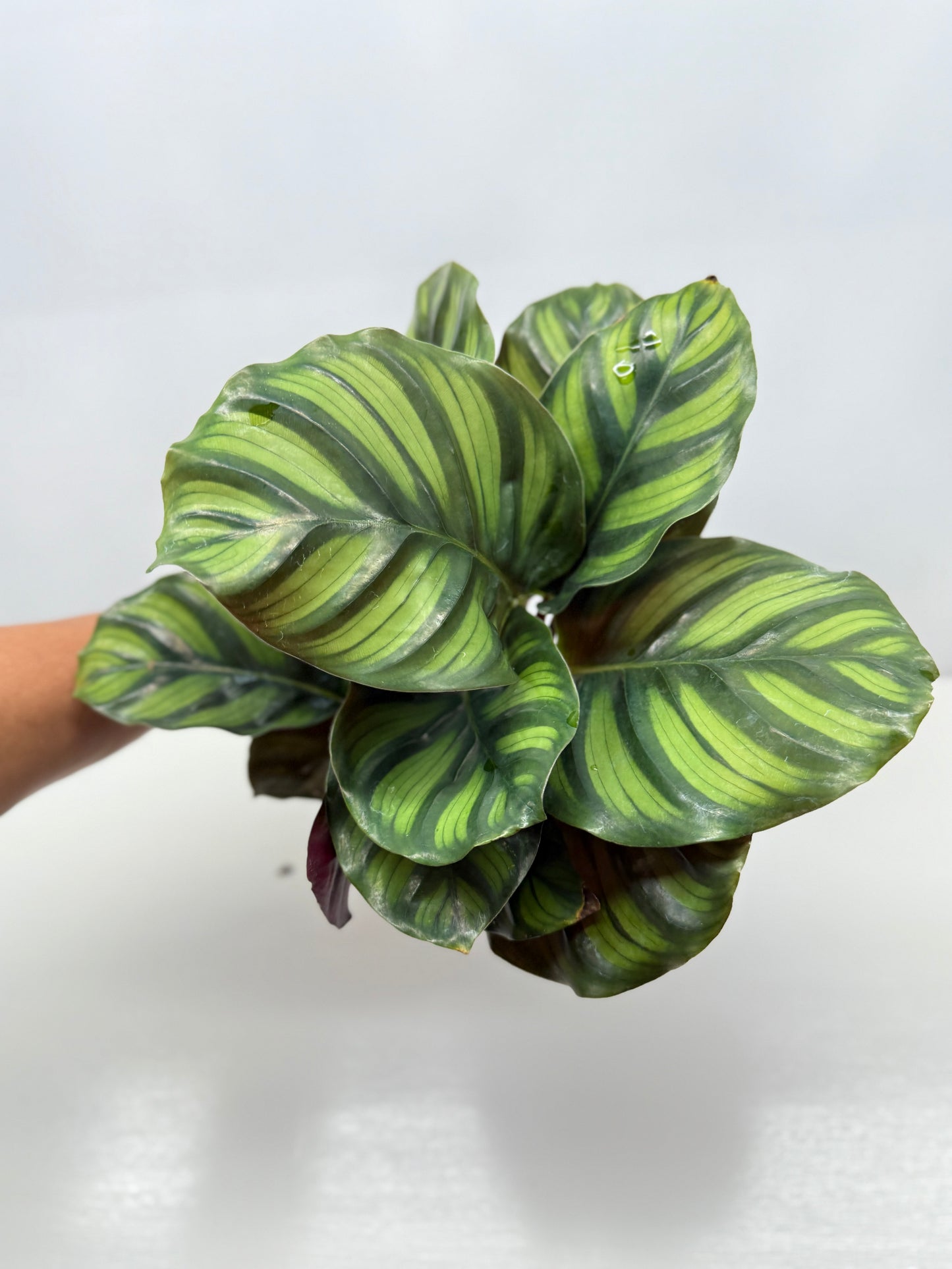 Calathea Fasciata Y28