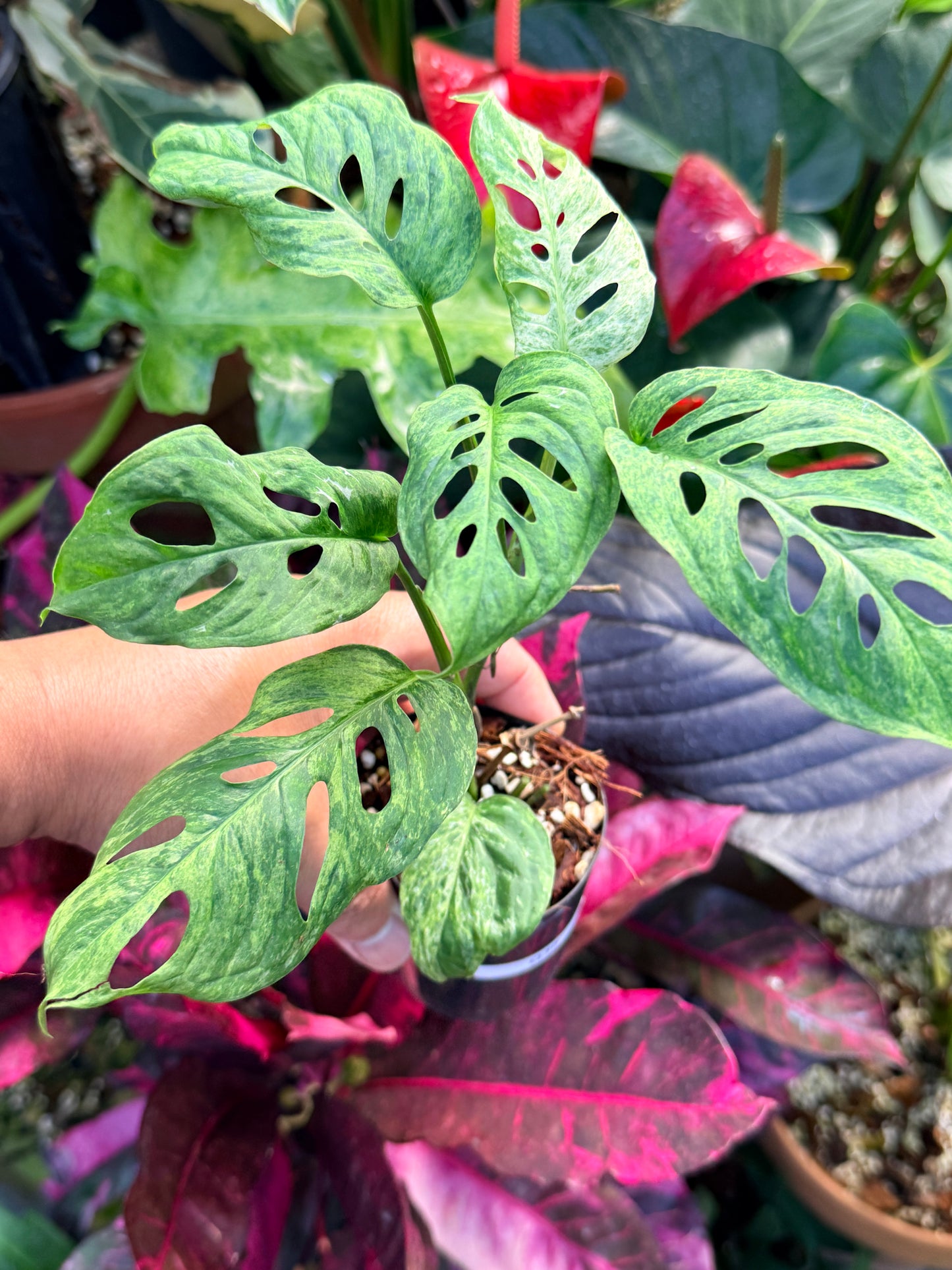 Monstera adansonii 'Mottled Mint' Q30