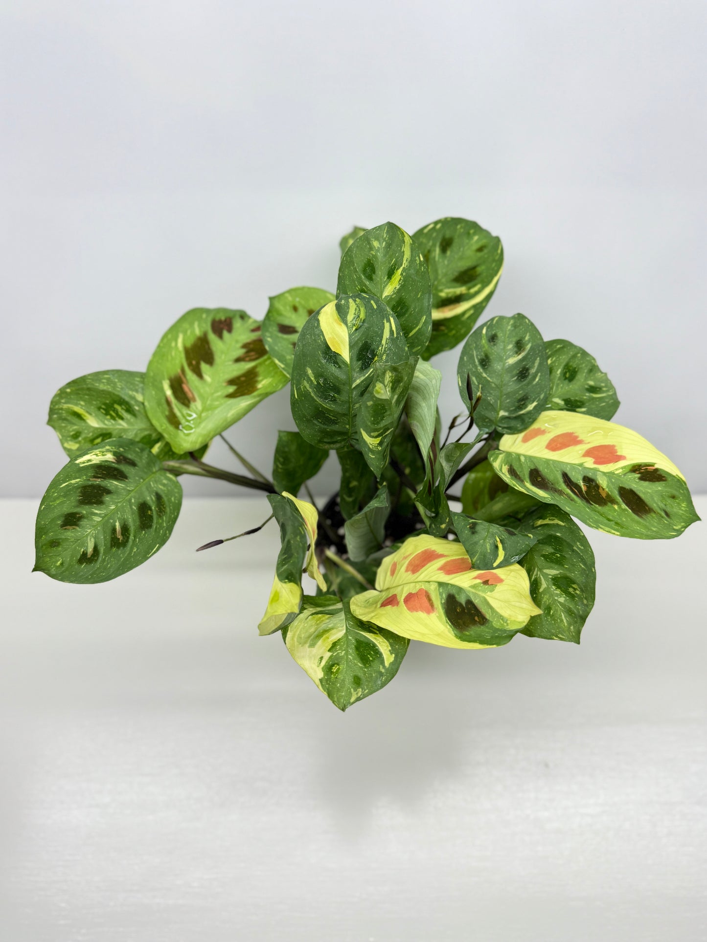 Maranta Kerchoveana Variegata - Large Y34