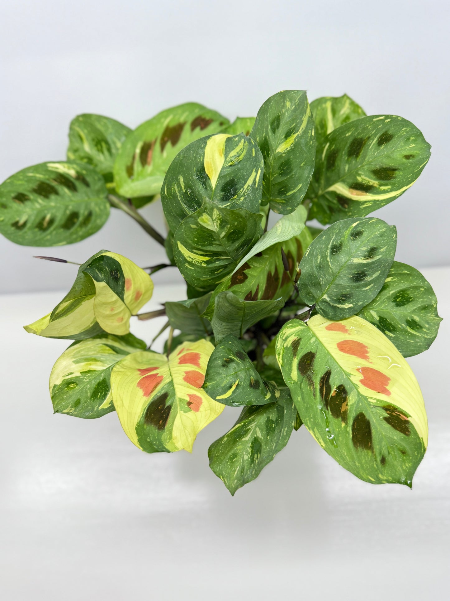 Maranta Kerchoveana Variegata - Large Y34