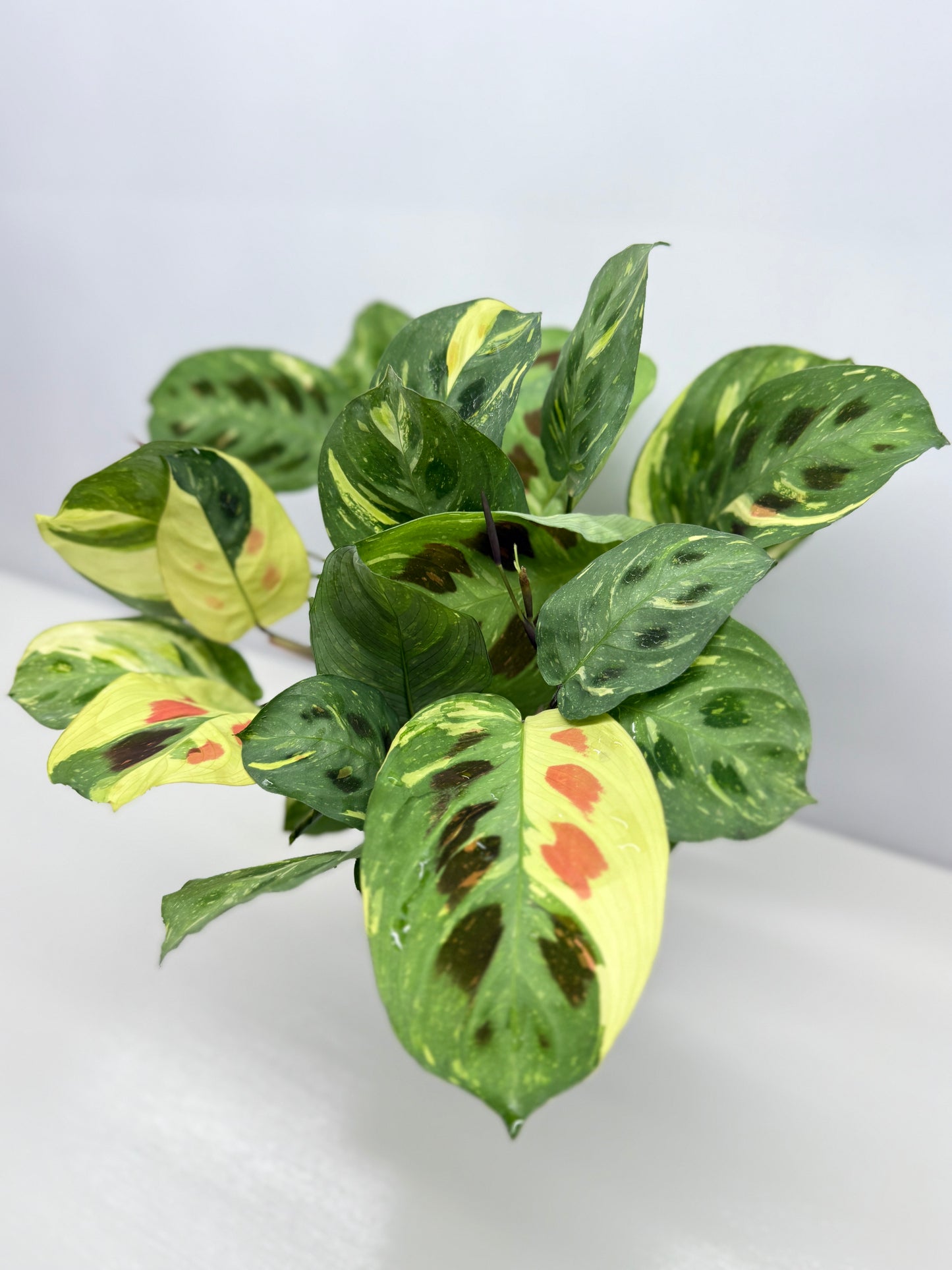 Maranta Kerchoveana Variegata - Large Y34