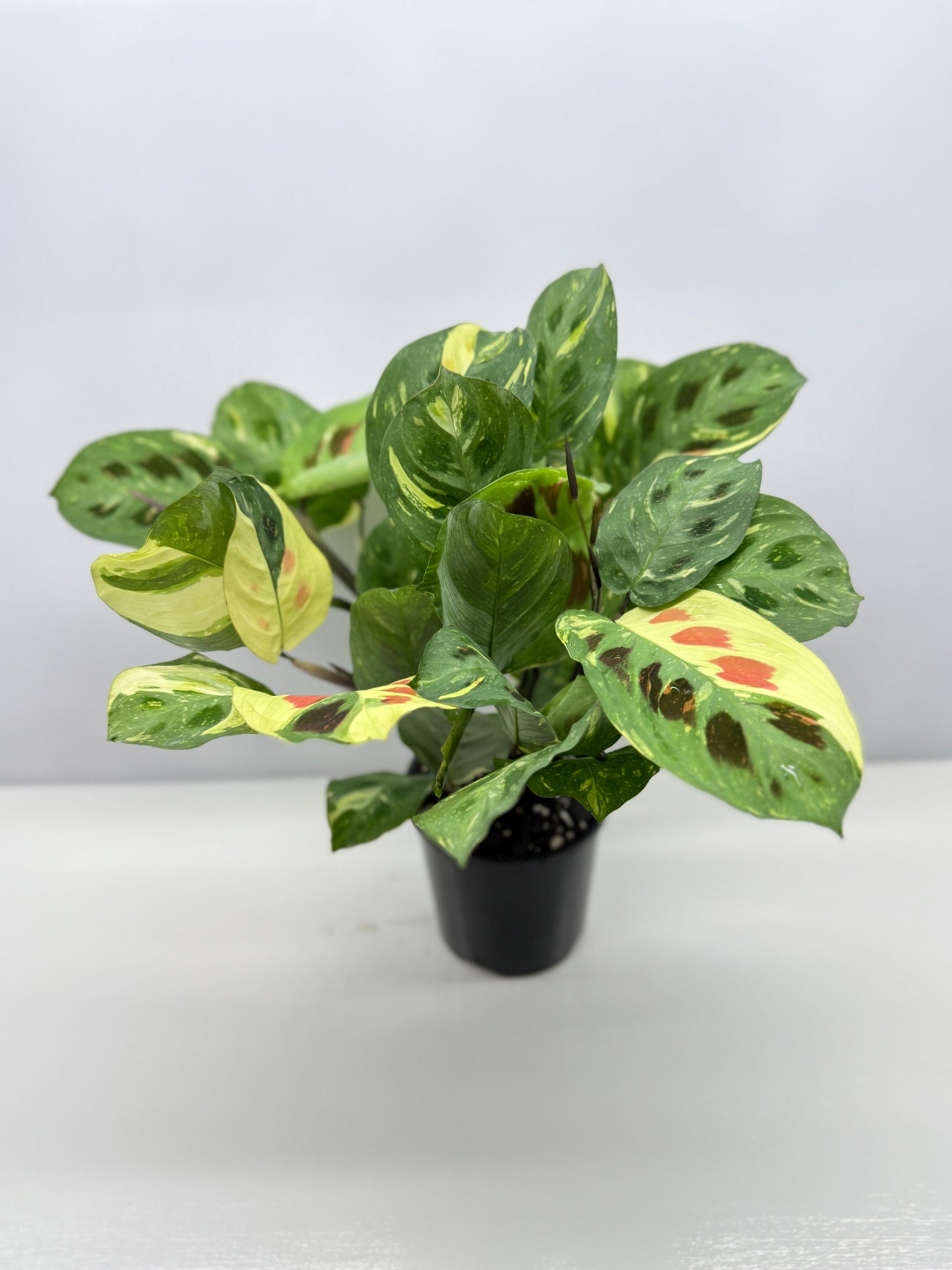 Maranta Kerchoveana Variegata - Large Y34
