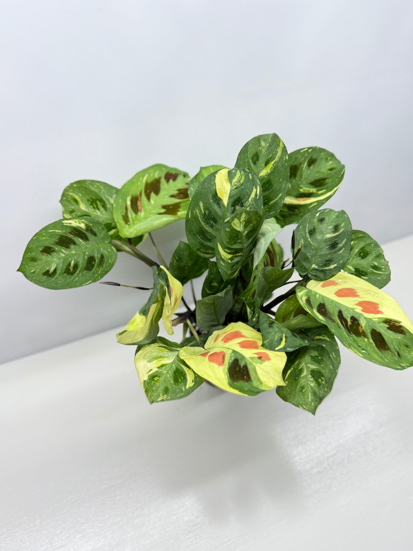 Maranta Kerchoveana Variegata - Large Y34