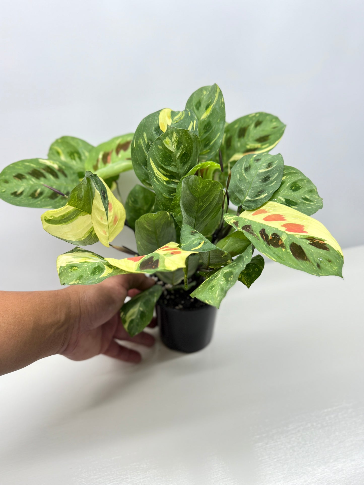 Maranta Kerchoveana Variegata - Large Y34