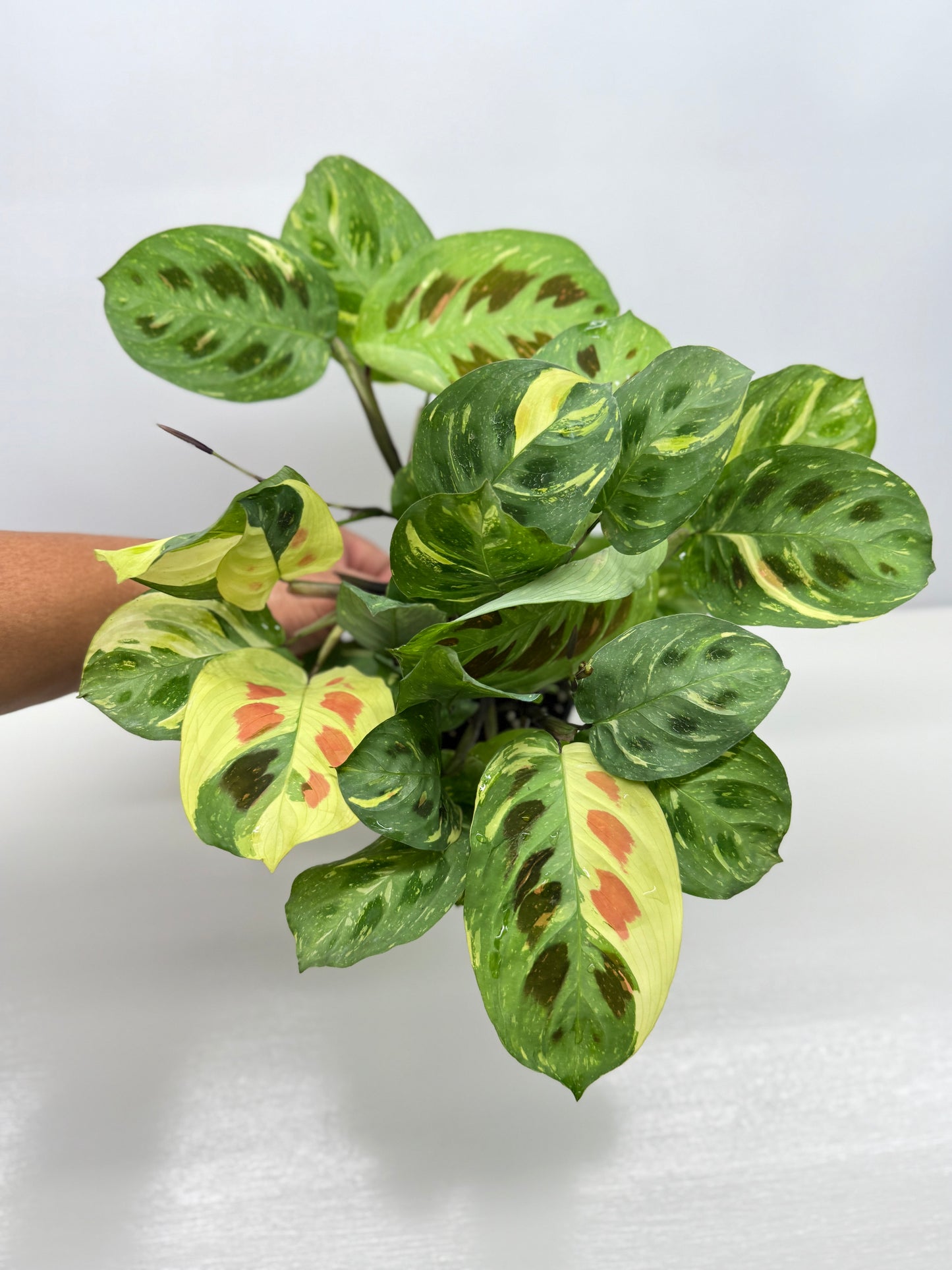 Maranta Kerchoveana Variegata - Large Y34