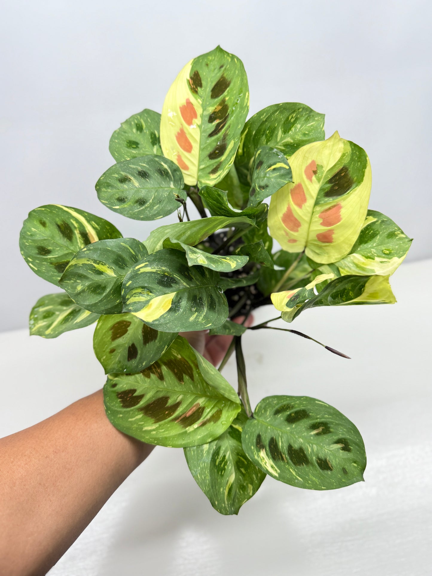 Maranta Kerchoveana Variegata - Large Y34