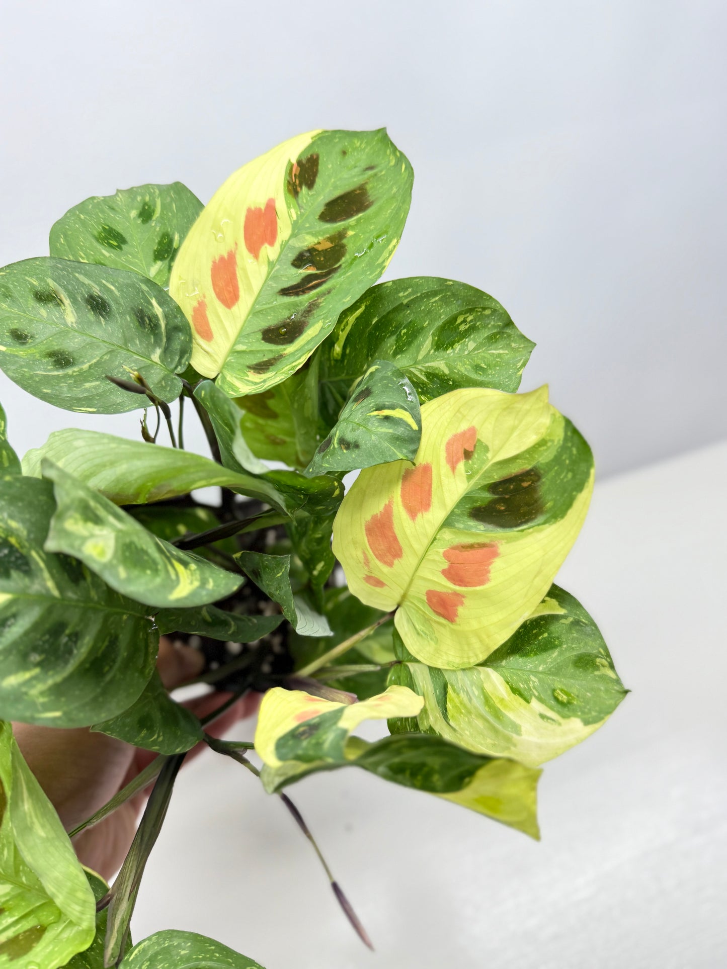 Maranta Kerchoveana Variegata - Large Y34