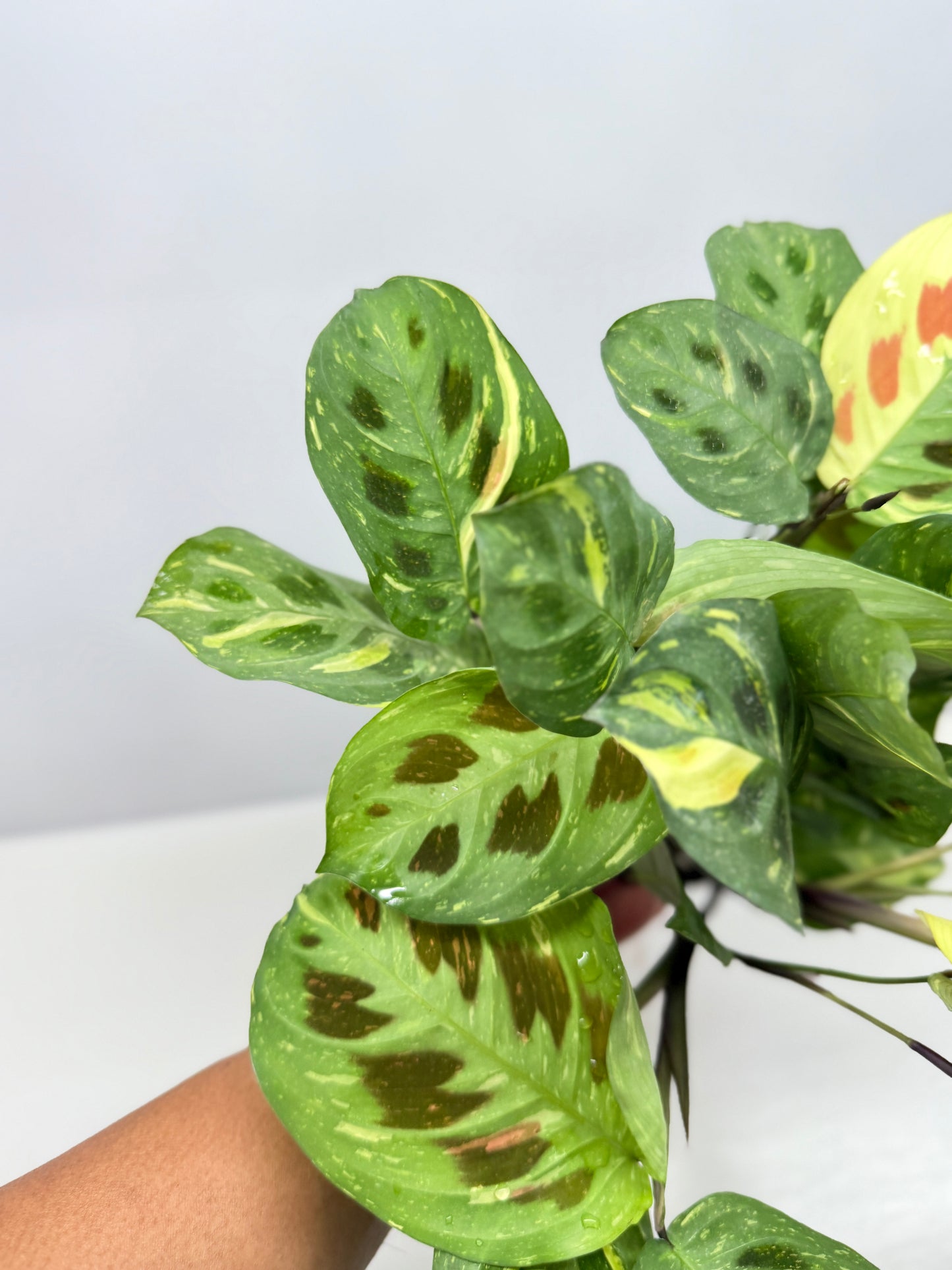 Maranta Kerchoveana Variegata - Large Y34