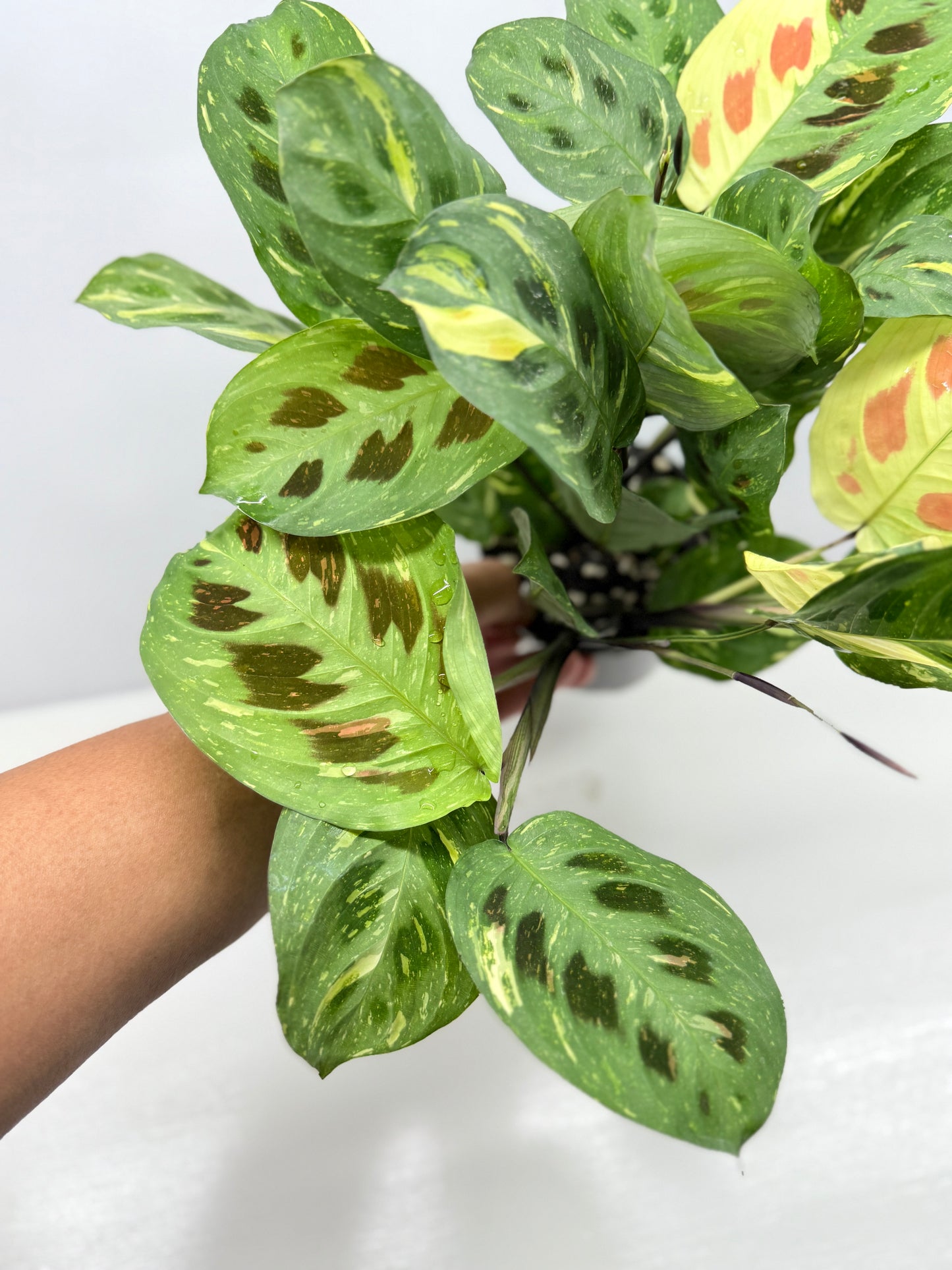 Maranta Kerchoveana Variegata - Large Y34