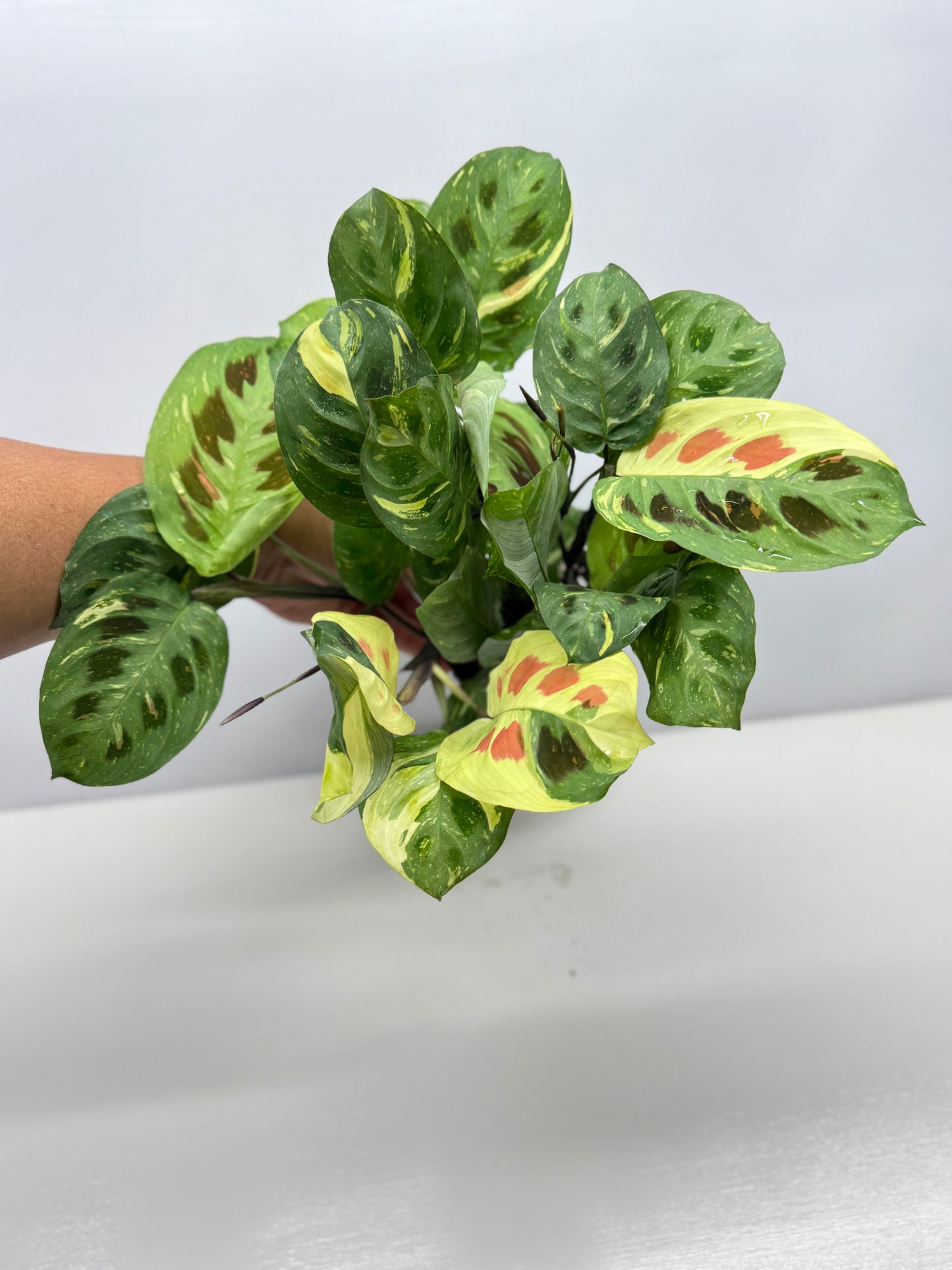 Maranta Kerchoveana Variegata - Large Y34