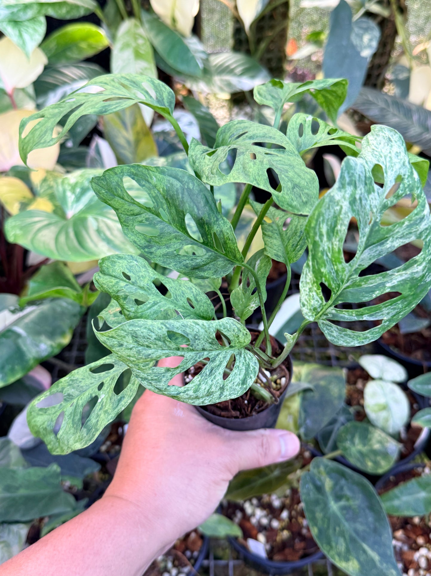 Monstera adansonii 'Mottled Mint' Q28